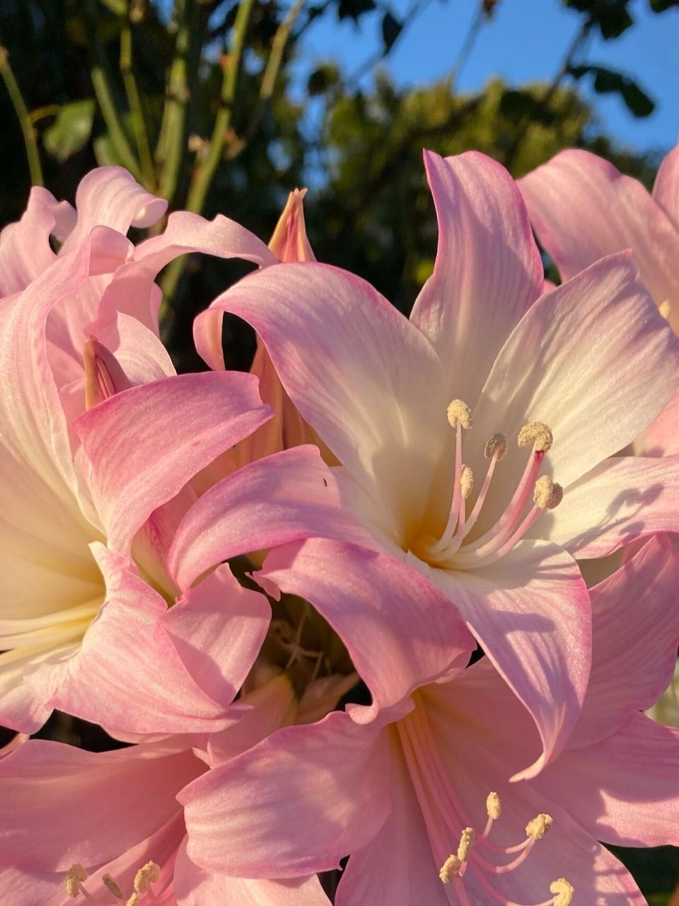 南非孤挺花 南非孤挺花 学名:amaryllis belladonna 英文俗称:jersey