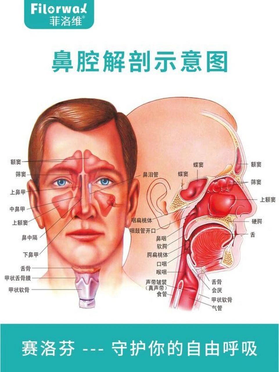 鼻部组织解剖详细图图片