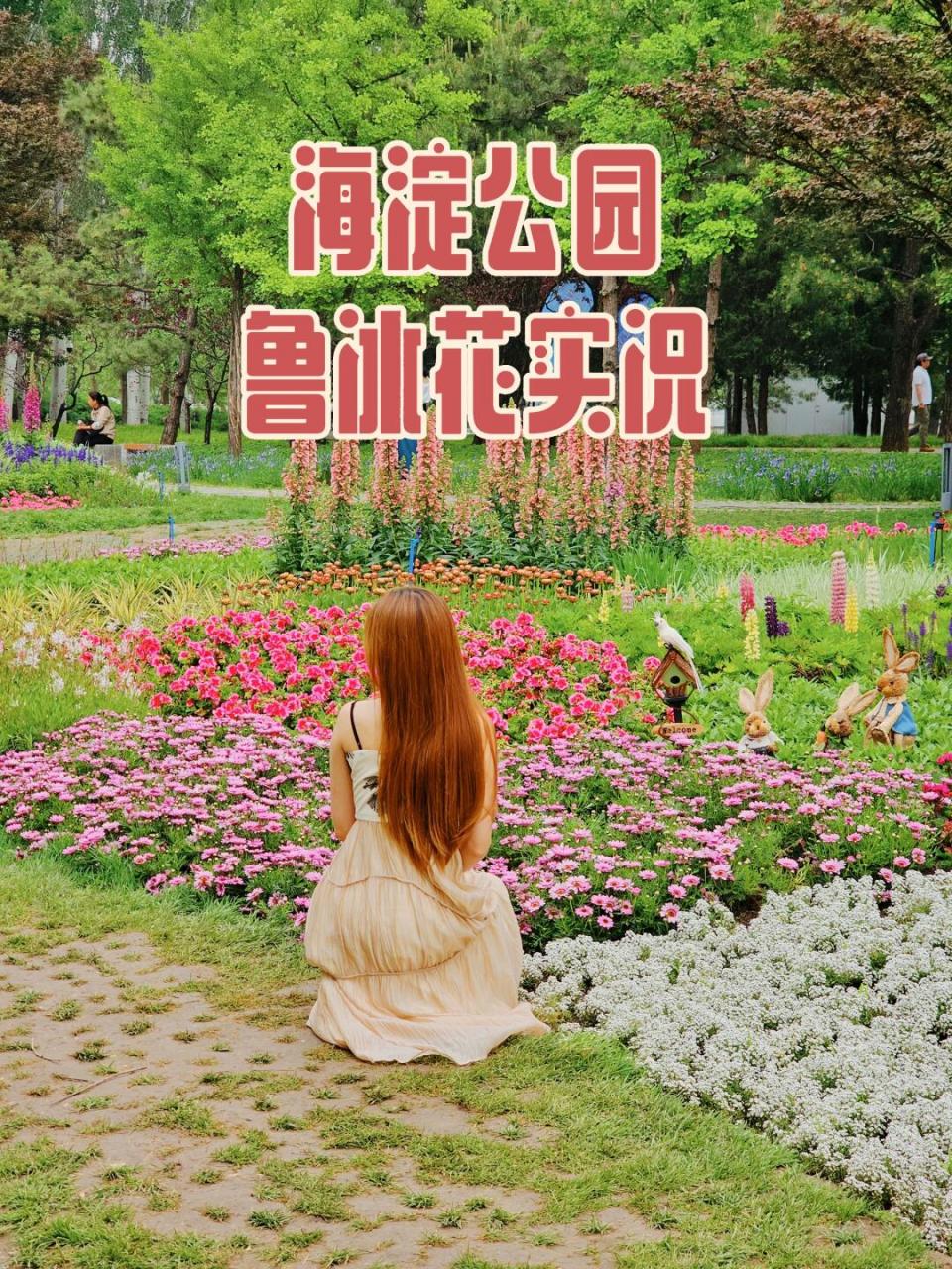 26北京海淀公园鲁冰花实况 紧急通知,北京海淀公园的鲁冰花已经盛开