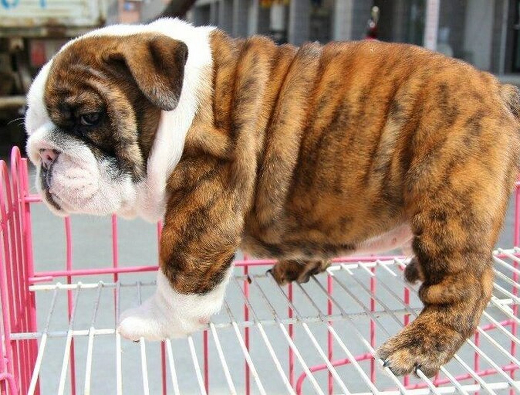 纯种英国斗牛犬黄白花英牛幼犬活体血统虎斑英斗幼崽短毛宠物狗狗