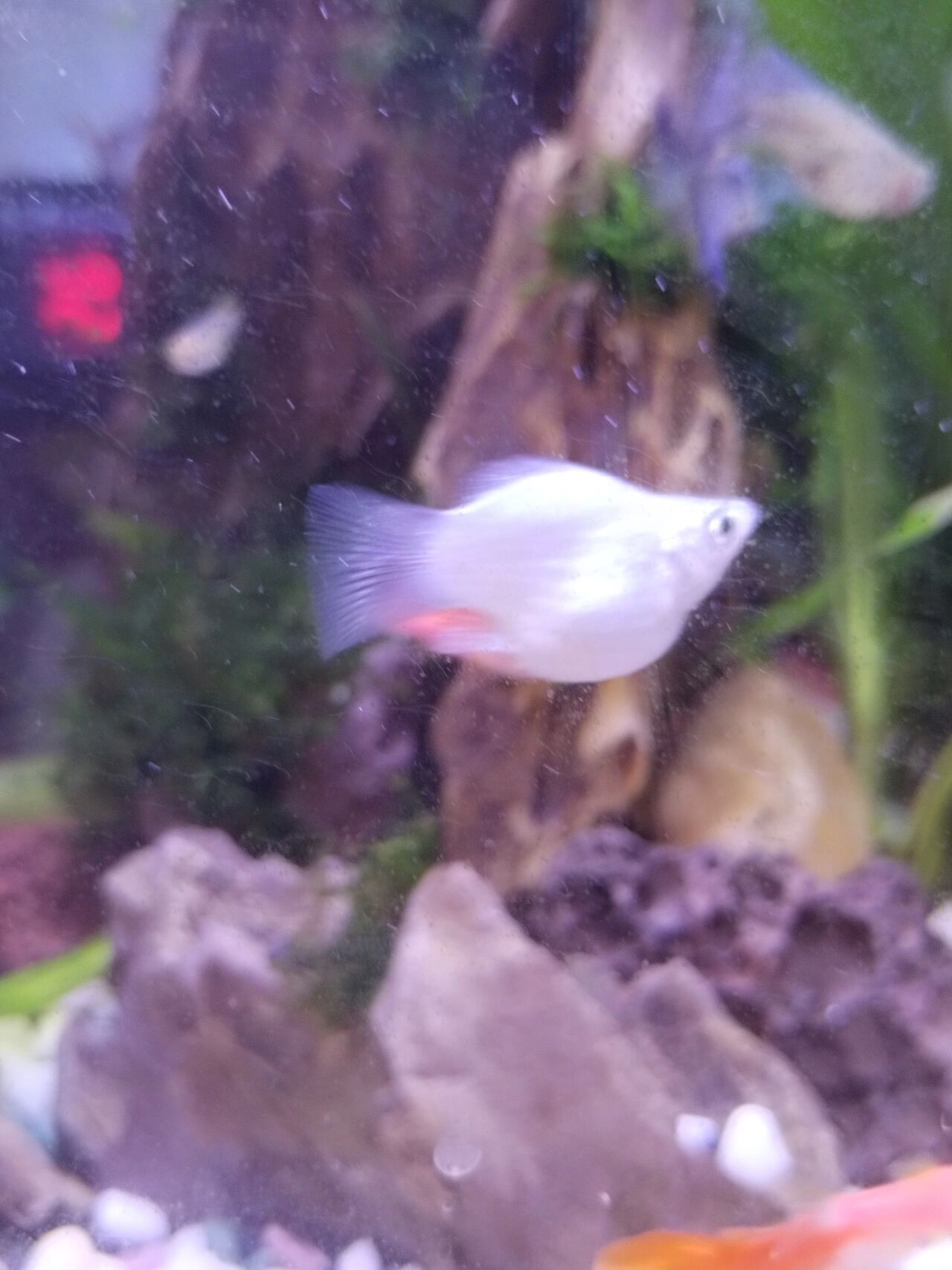 玛丽鱼怀孕了吗?还有多久能生呀?