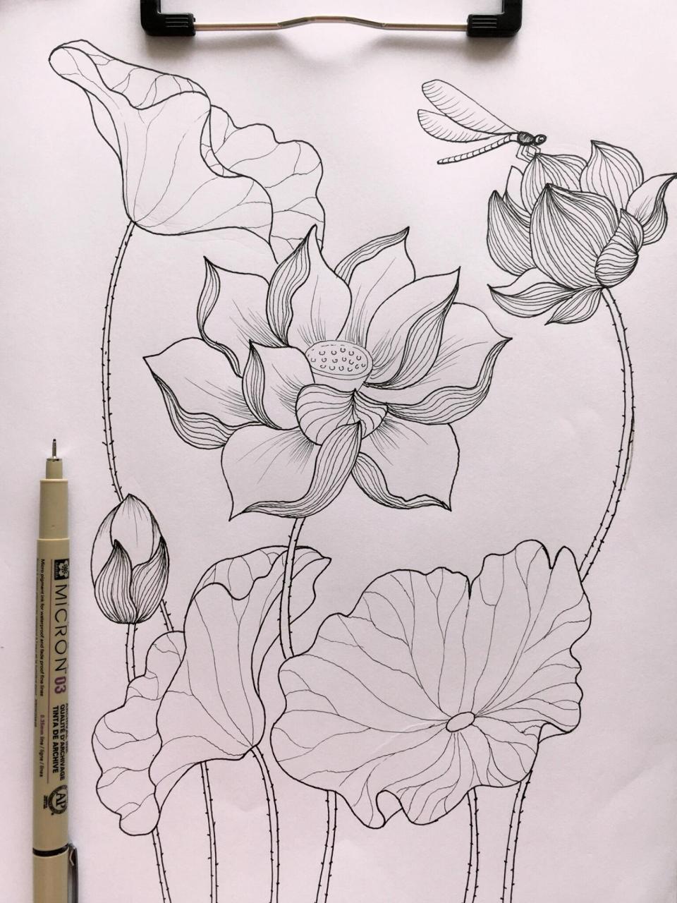 今天线条练习✍🏻花卉造型—— 🌺手绘荷花练习详细步骤图解