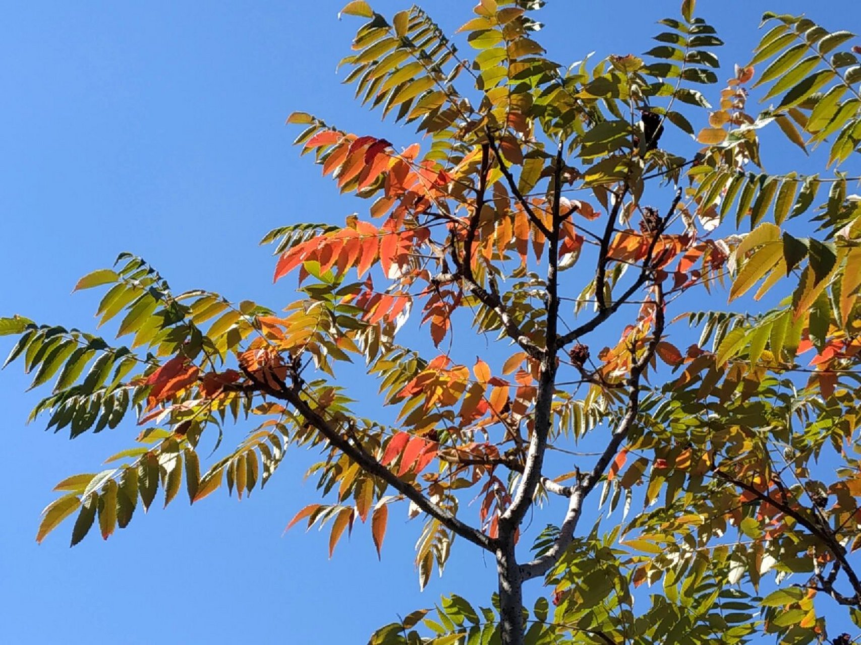 秋日的火炬树 火炬树,因其红红的果穗像小火炬而得名.