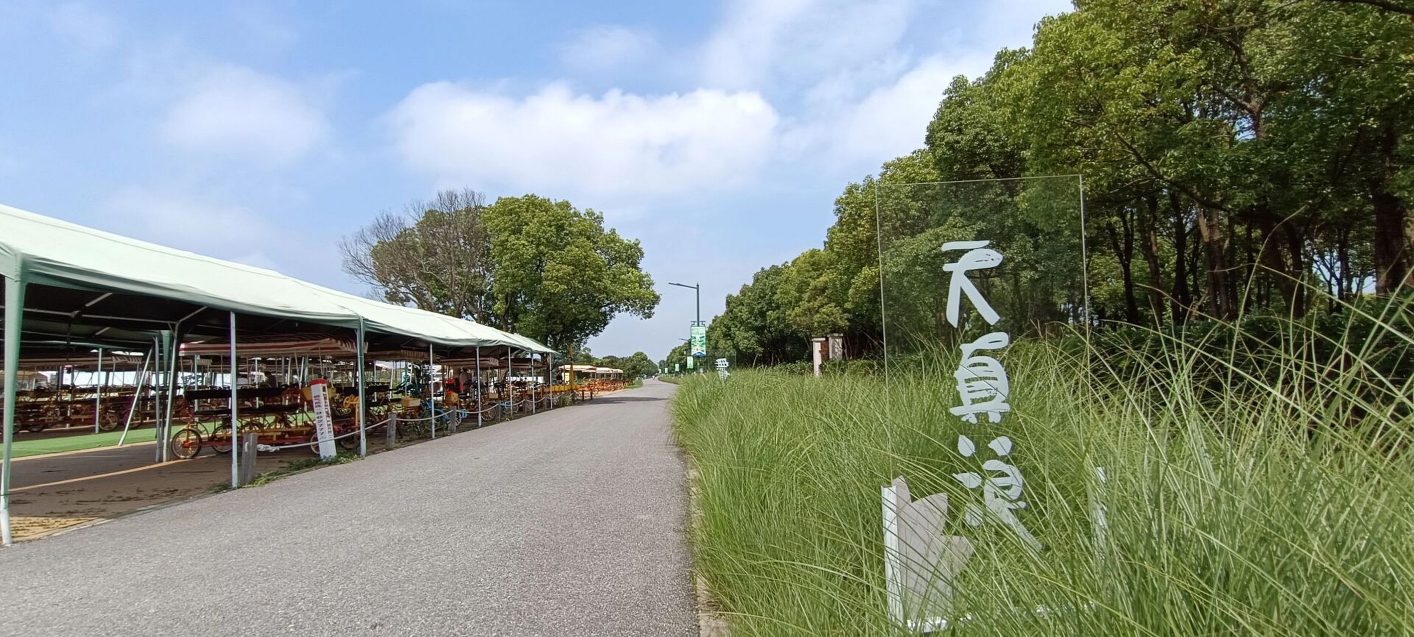 嘉北郊野公园        好大的园子 荷花大片大片 稻田连着连着 白鹭一