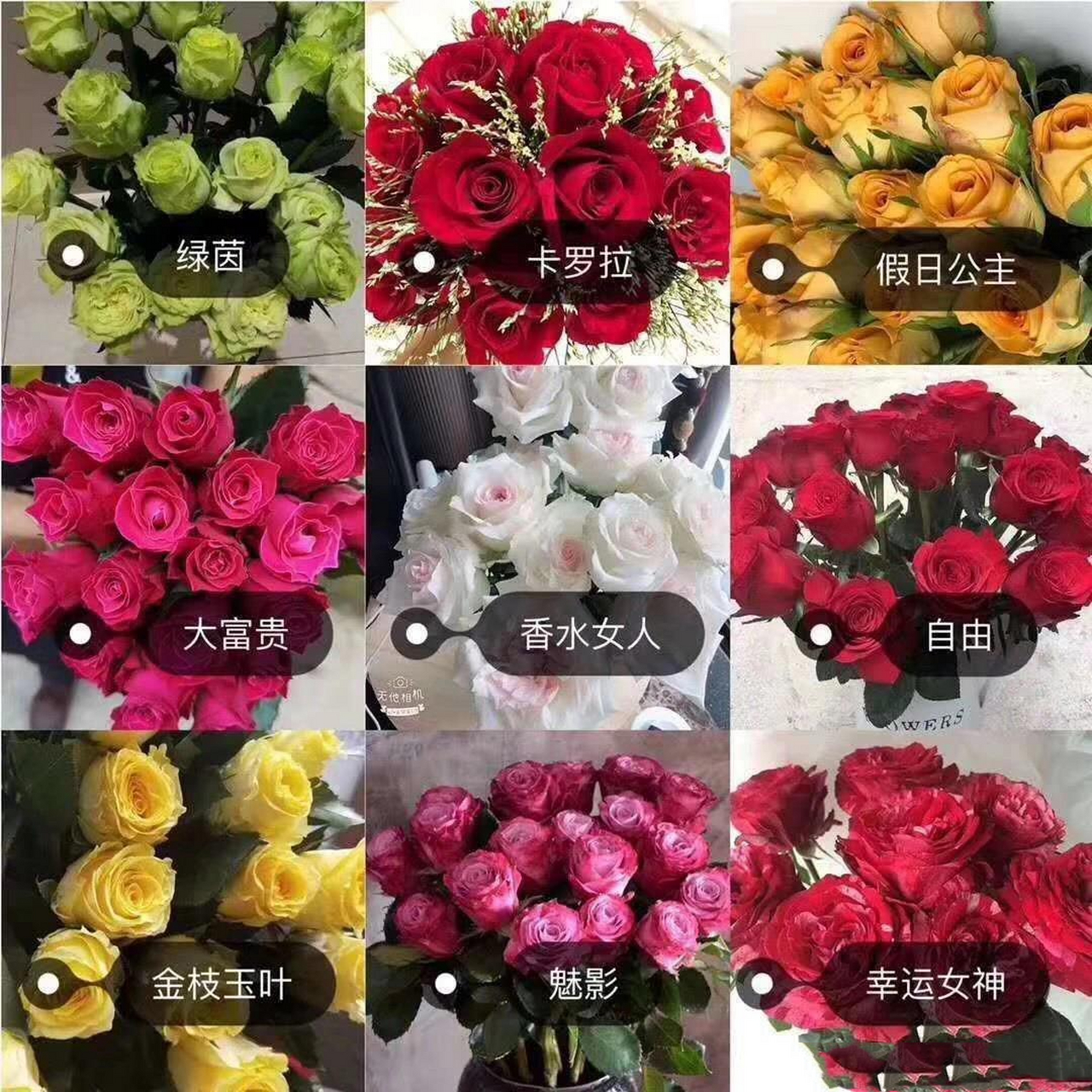 玫瑰花名大全,现在越来越多新品种