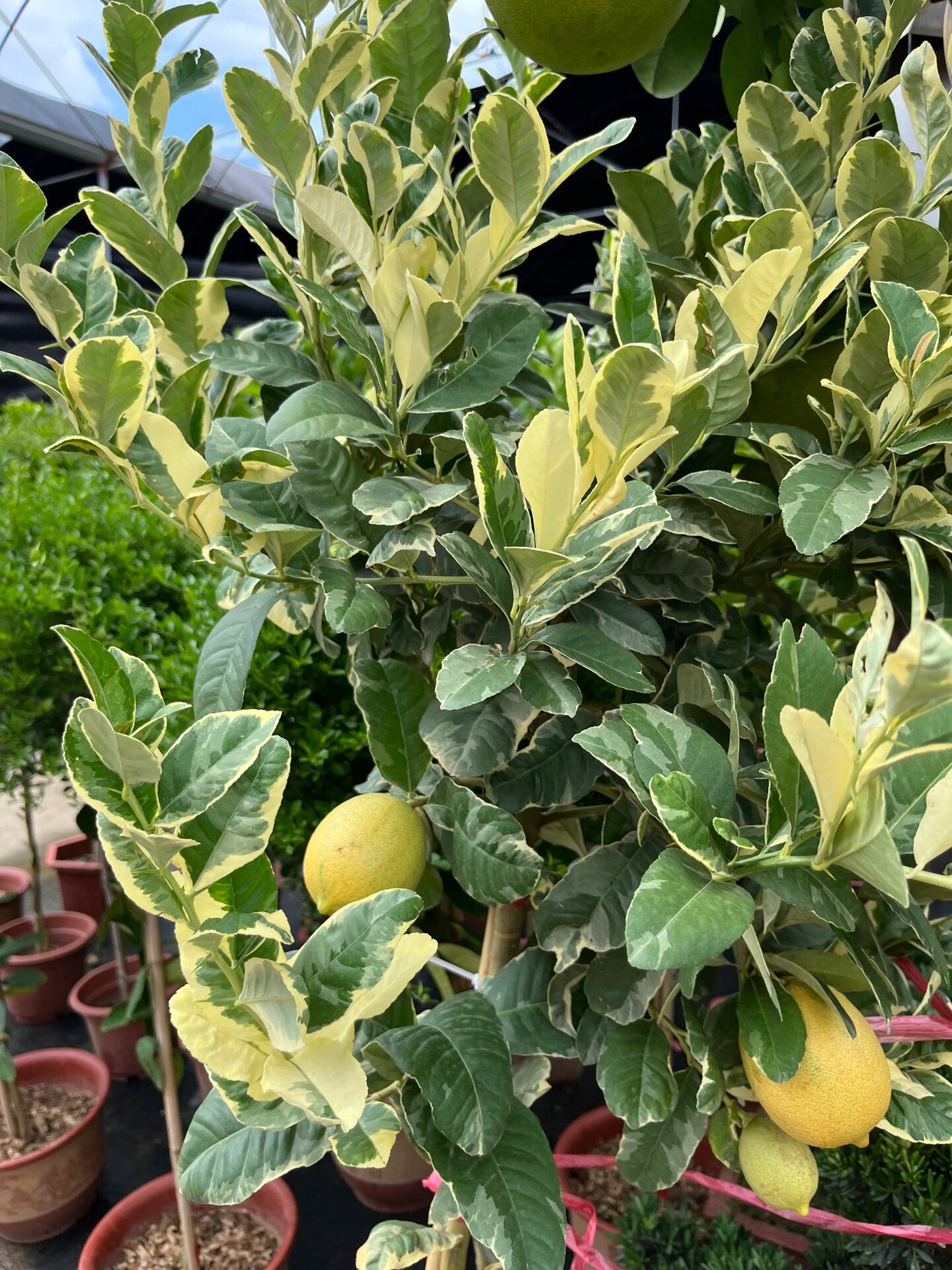 泰国花叶香水柠檬 一物一拍,所见即所得,买你所爱!