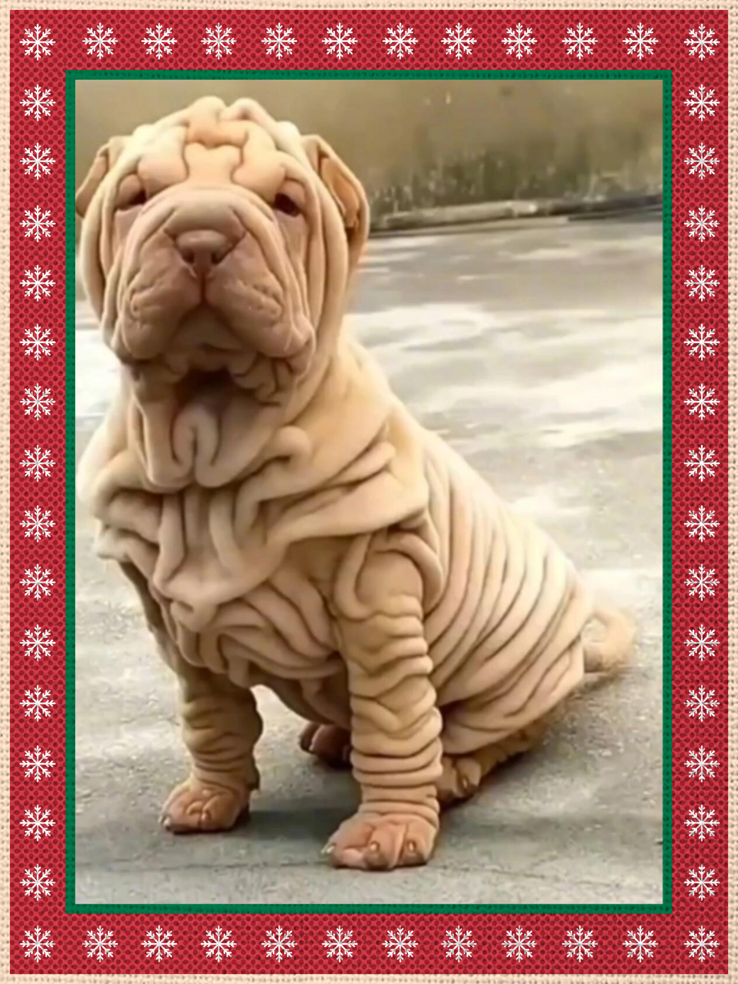 今天在路上看到一只沙皮狗,丑到我了!