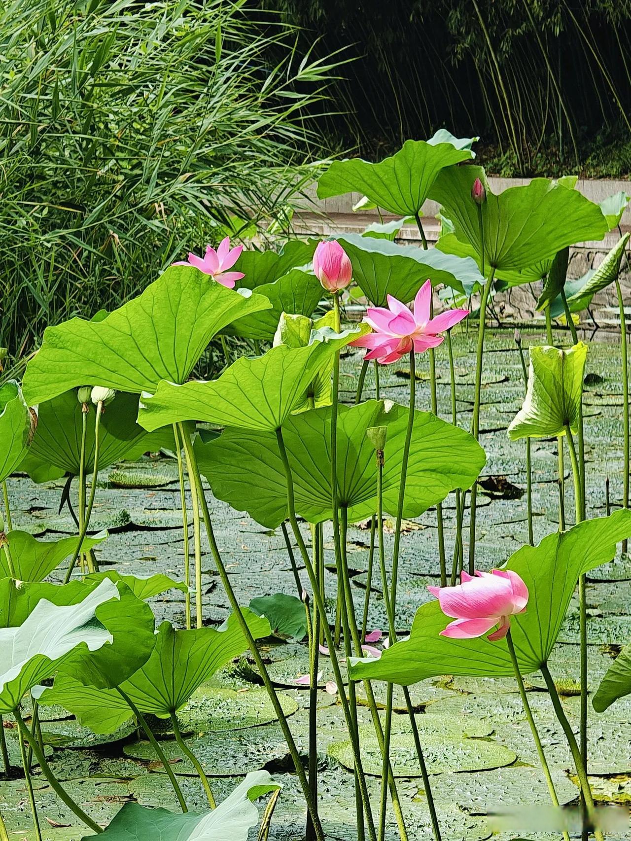 这里就是紫竹院公园的荷花渡,竹林沙沙作响,荷花随风摇曳,坐上摇橹
