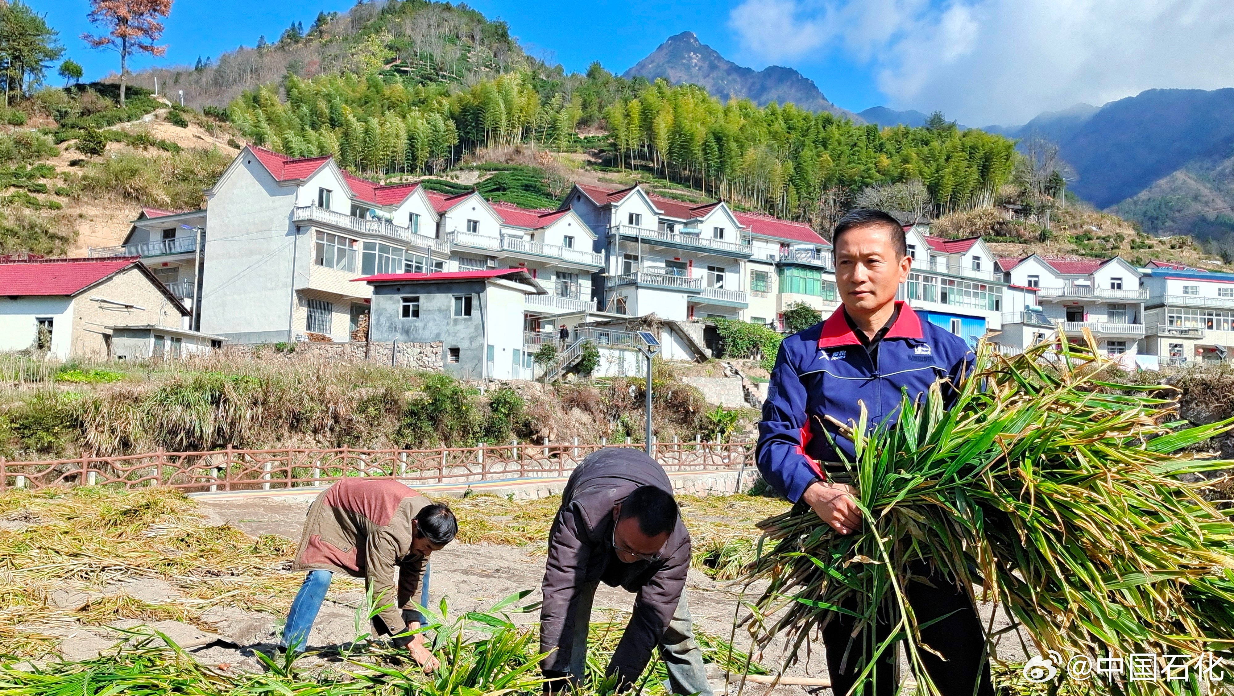 林乡村振兴在田野上的照片安庆岳西县岳西村汪学林相片井冈山革命老区