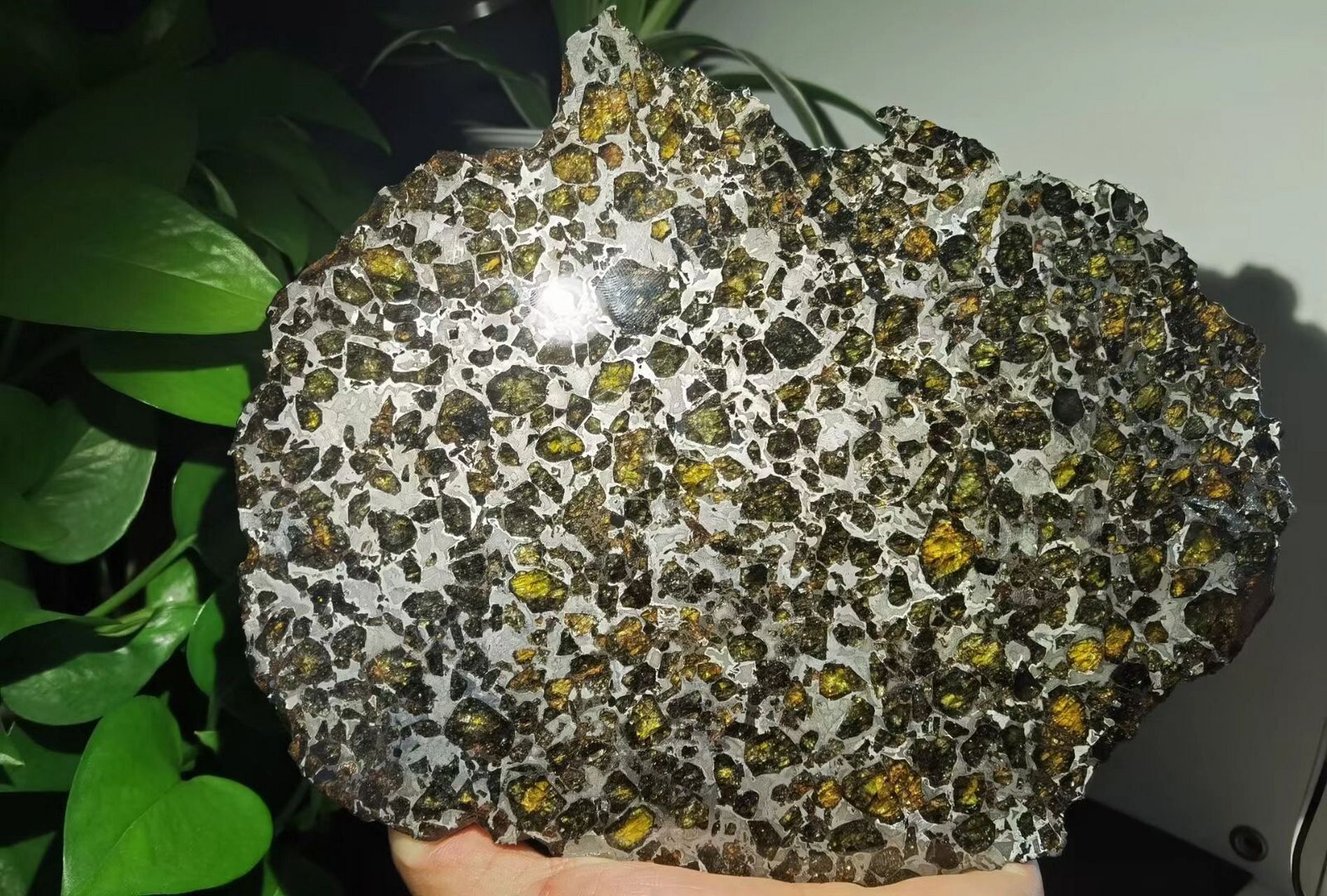 稀有珍贵的陨石 最后一片489克白俄罗斯brahin橄榄石铁陨石切片,这