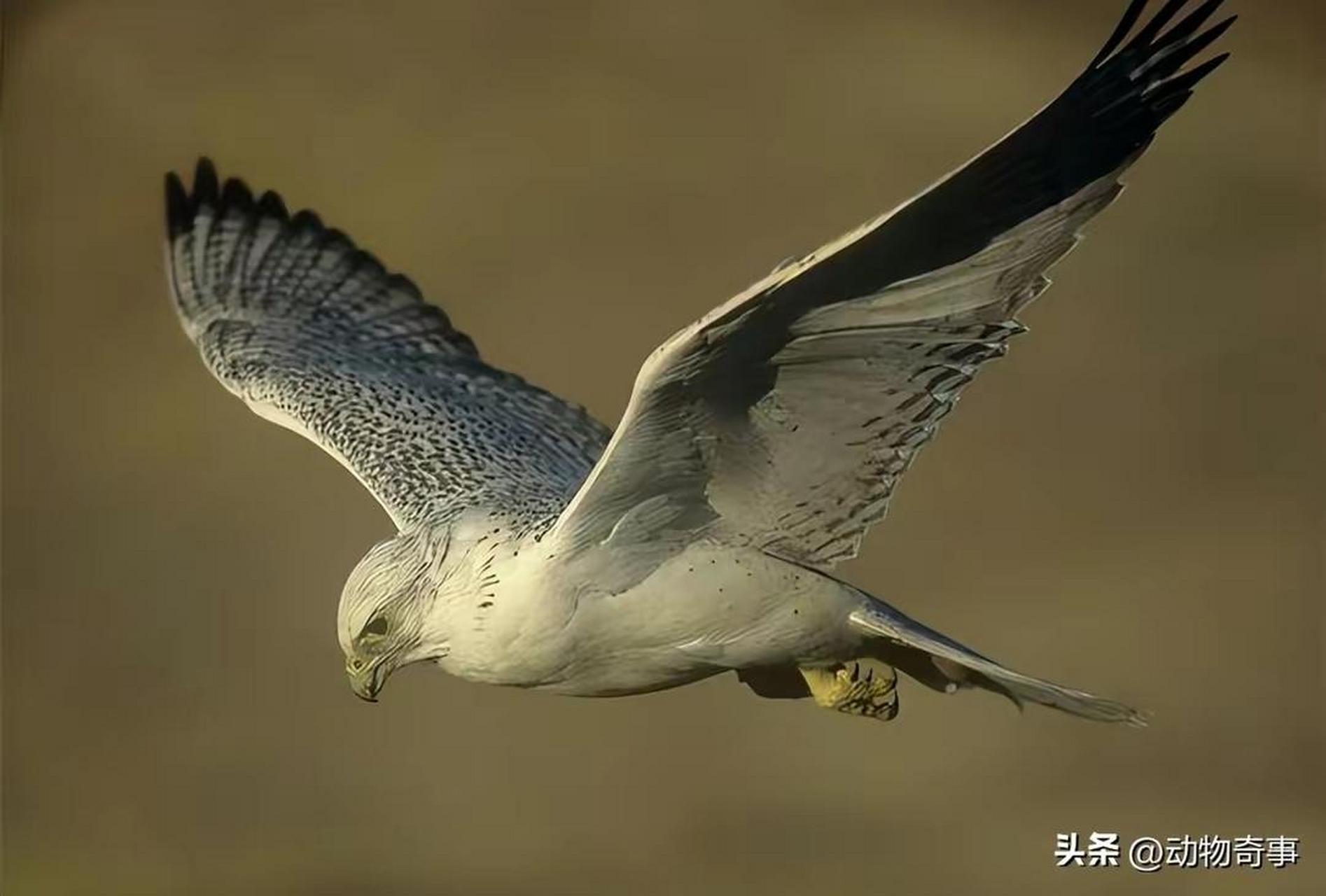 白头海雕金雕图片