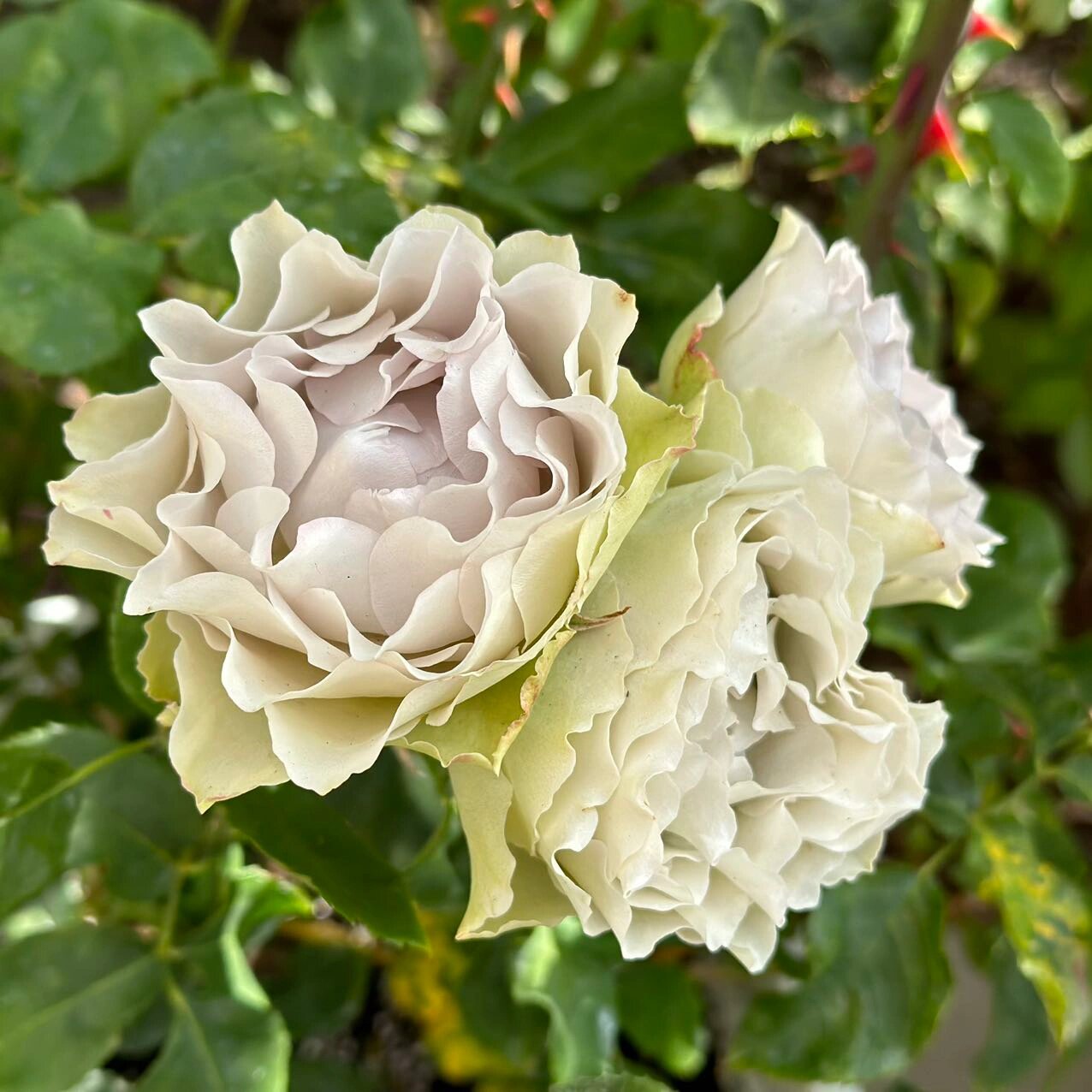 青金石面纱 - 今井清 {月季} 又是一款塑料花,蓝紫色系的一般都是抹布