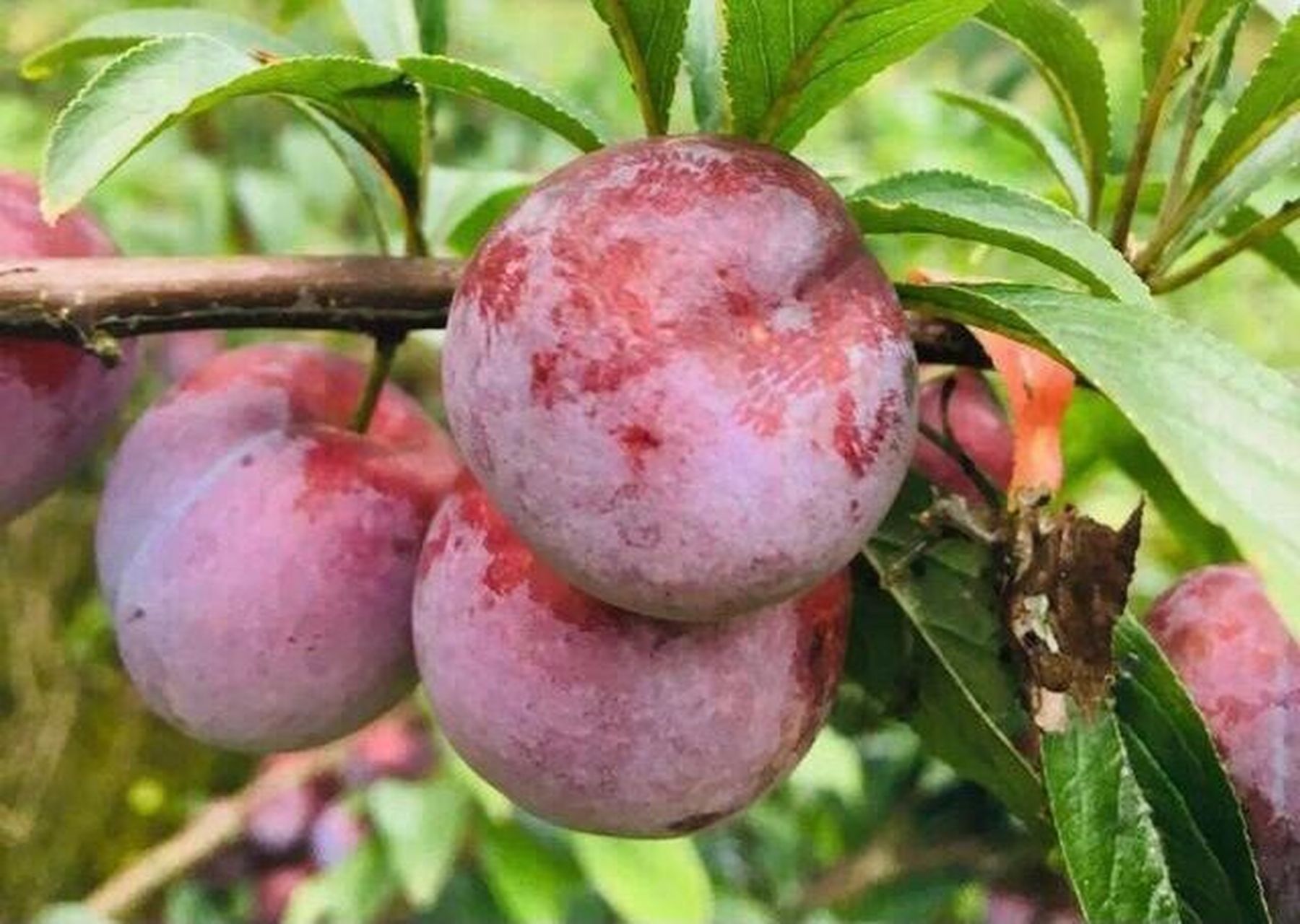 南华李 南华李素材来自网络个人收藏,非常适合画画,摄影参考学习一下