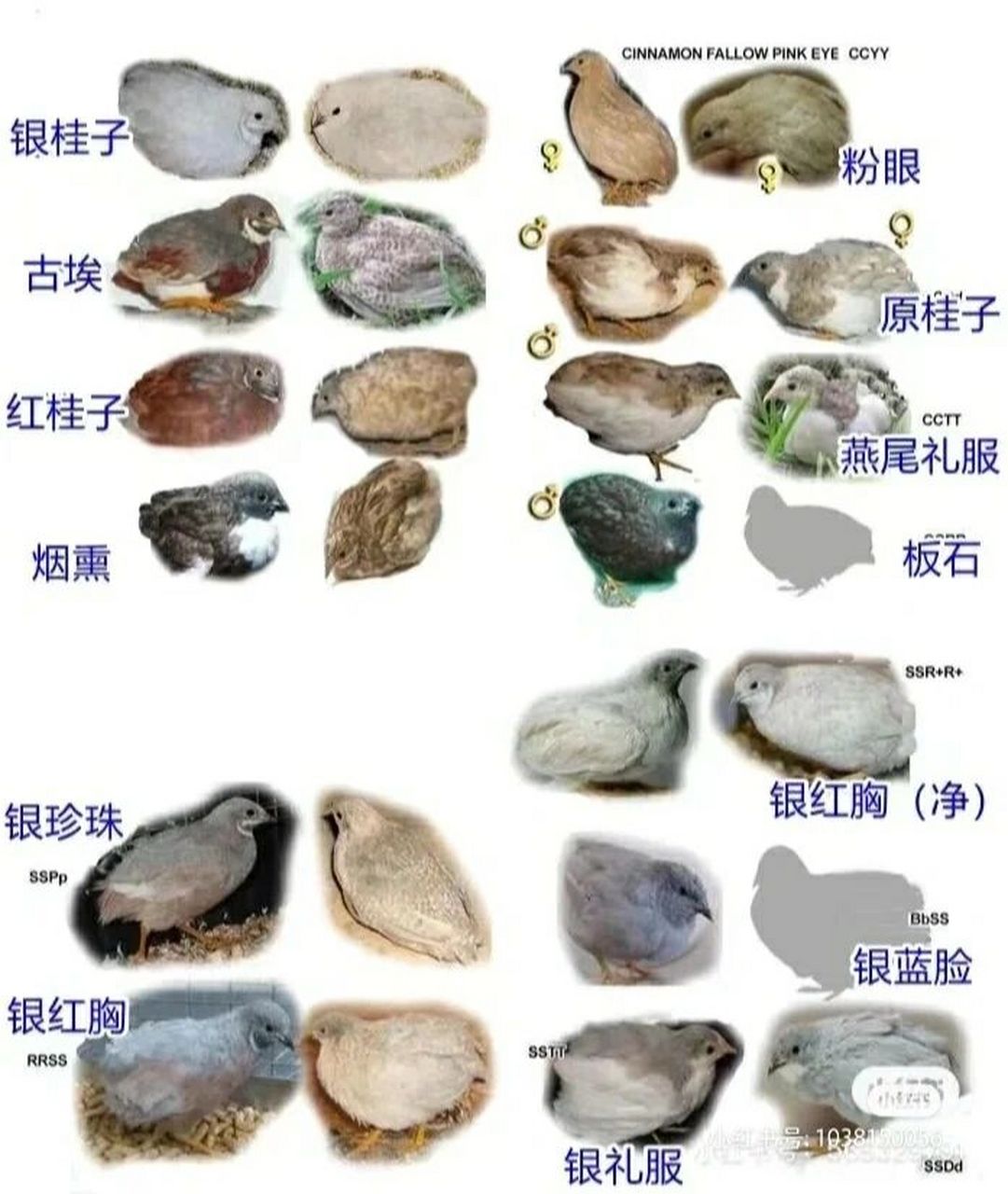 芦丁鸡品种大全 从别人那收藏的图片,留着日后比对