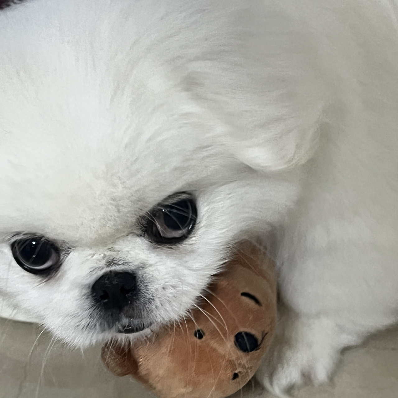 京巴京巴 可爱的嘞 会动的甜崽 努力的甜崽 打瞌睡的甜崽