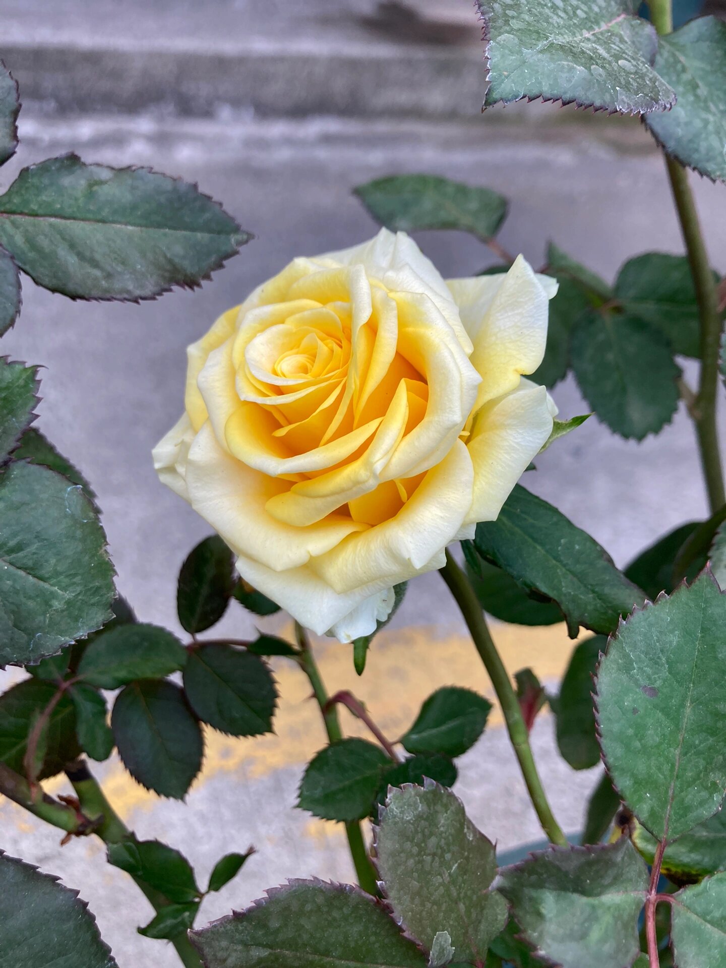 苏格兰黄油月季