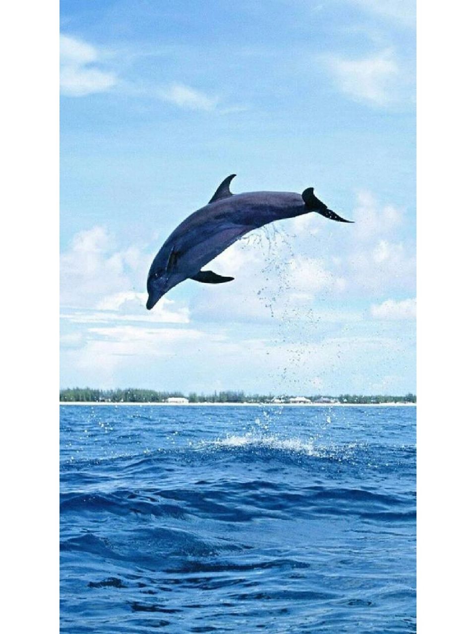 来一波海豚98灵气壁纸 97 海豚纯洁可爱,聪明善良,拥有着十分美好