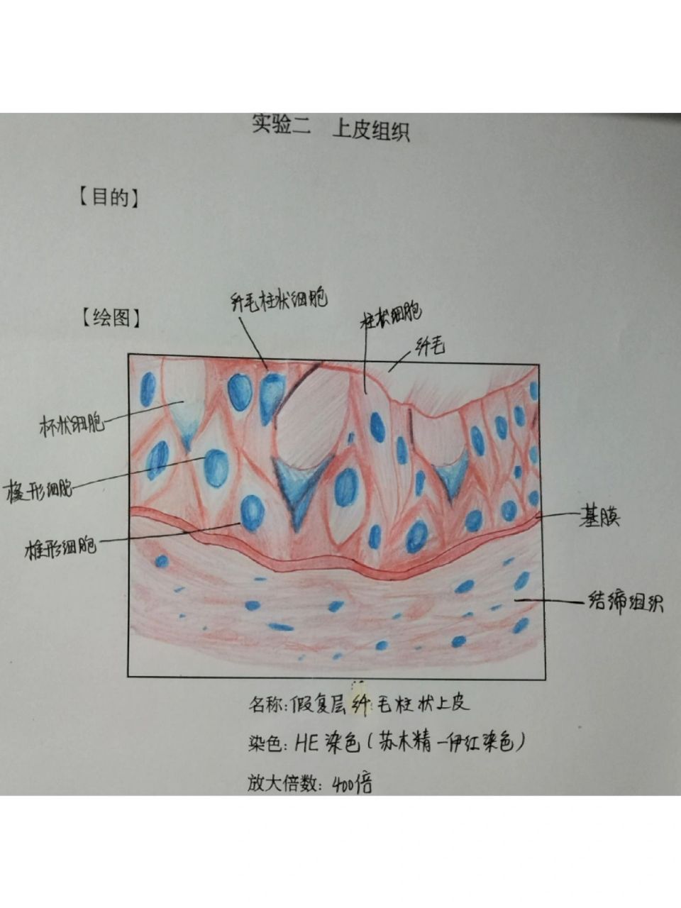 假复层纤毛柱状上皮绘图