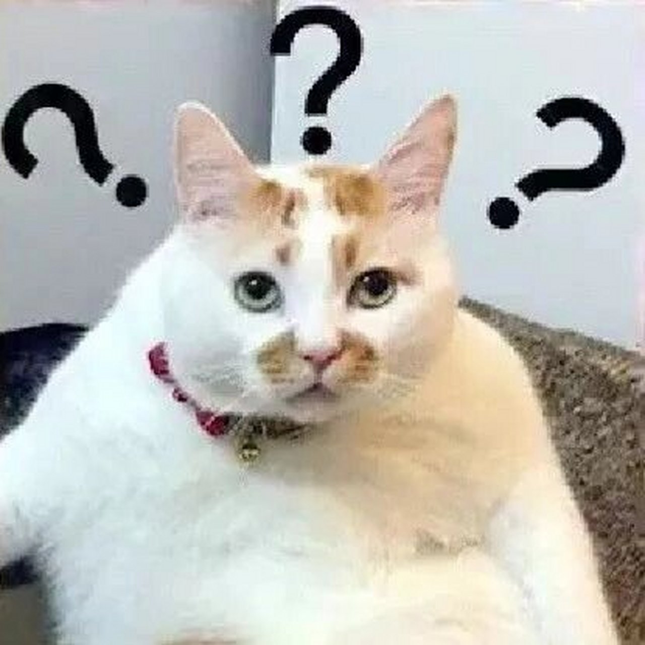 满脸疑问表情包2   我是个自制力很强的人,我说要减肥,我就要天天说