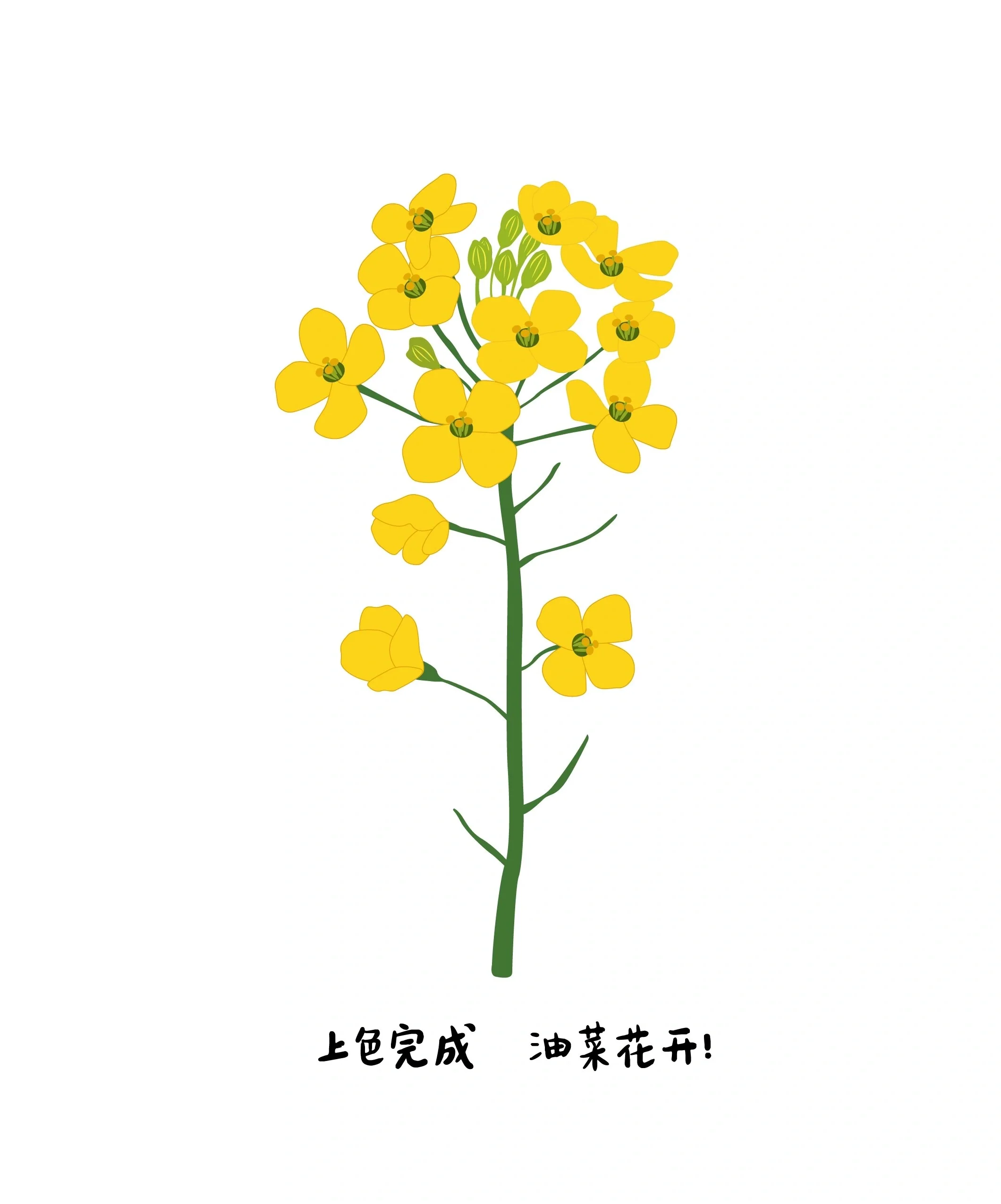 油菜花简笔画植株图片