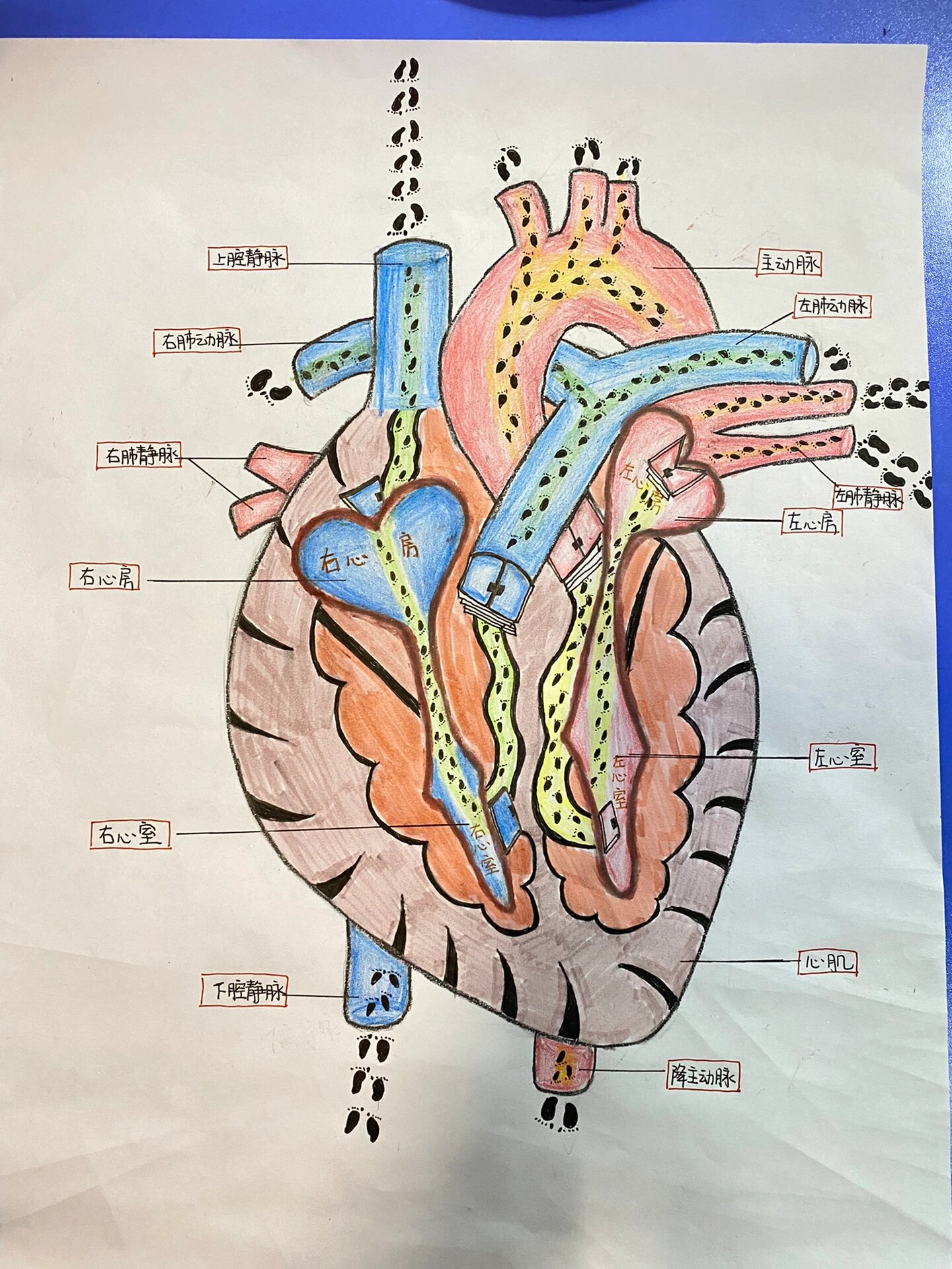 学生画心脏结构简图图片