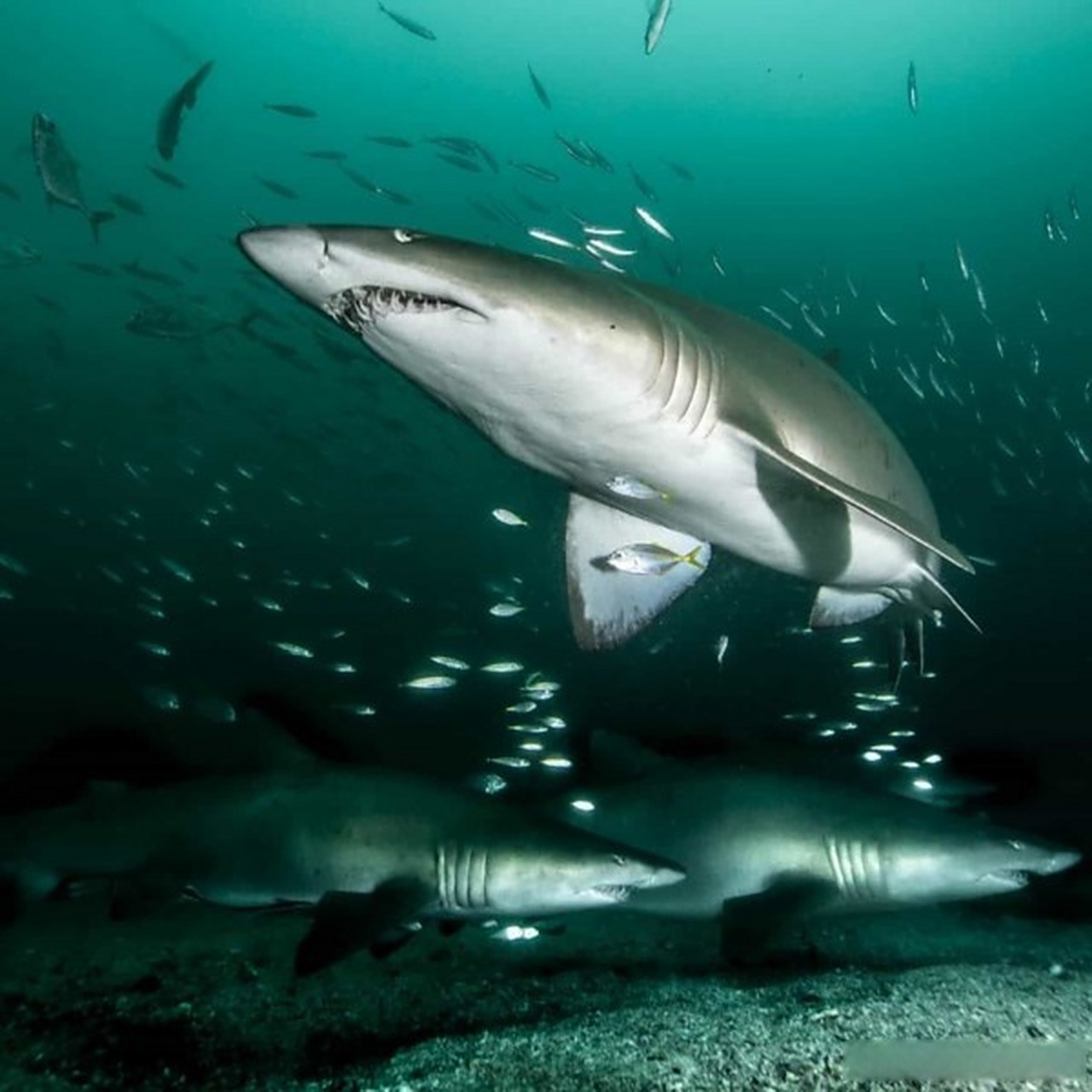 iucn正在规划地中海和黑海的重要鲨鱼和鳐鱼区域  最近,在由世界自然