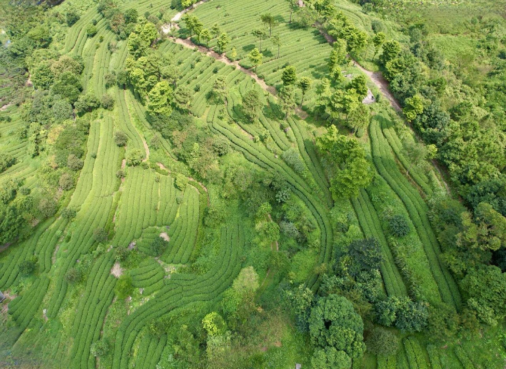 岭南十大茶园之一——云浮象窝山生态园94 92 象窝山生态园地处