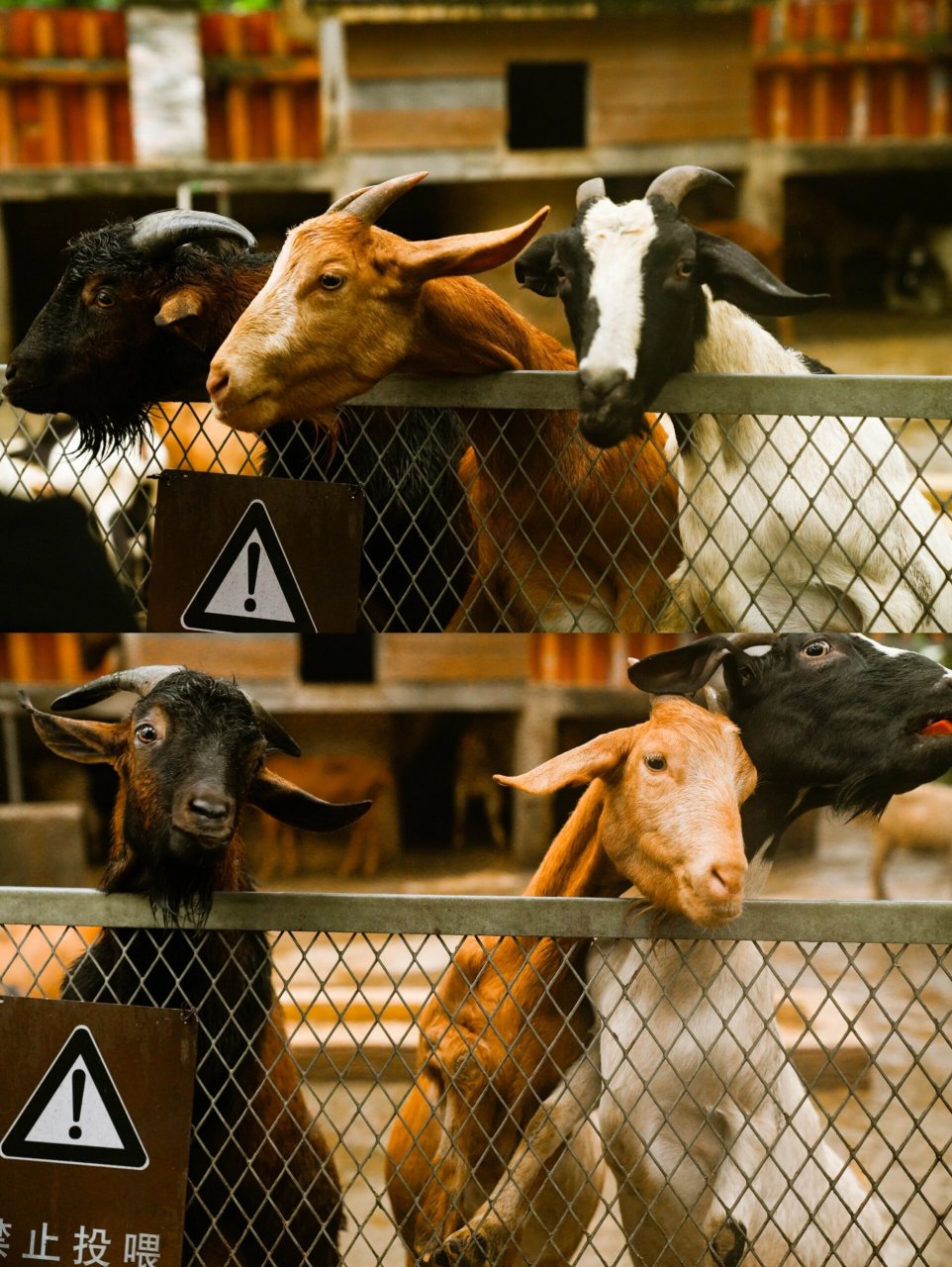 重庆动物园半日游 zoo 67熊猫在睡觉啦98 67小鹿乱撞抢胡萝卜