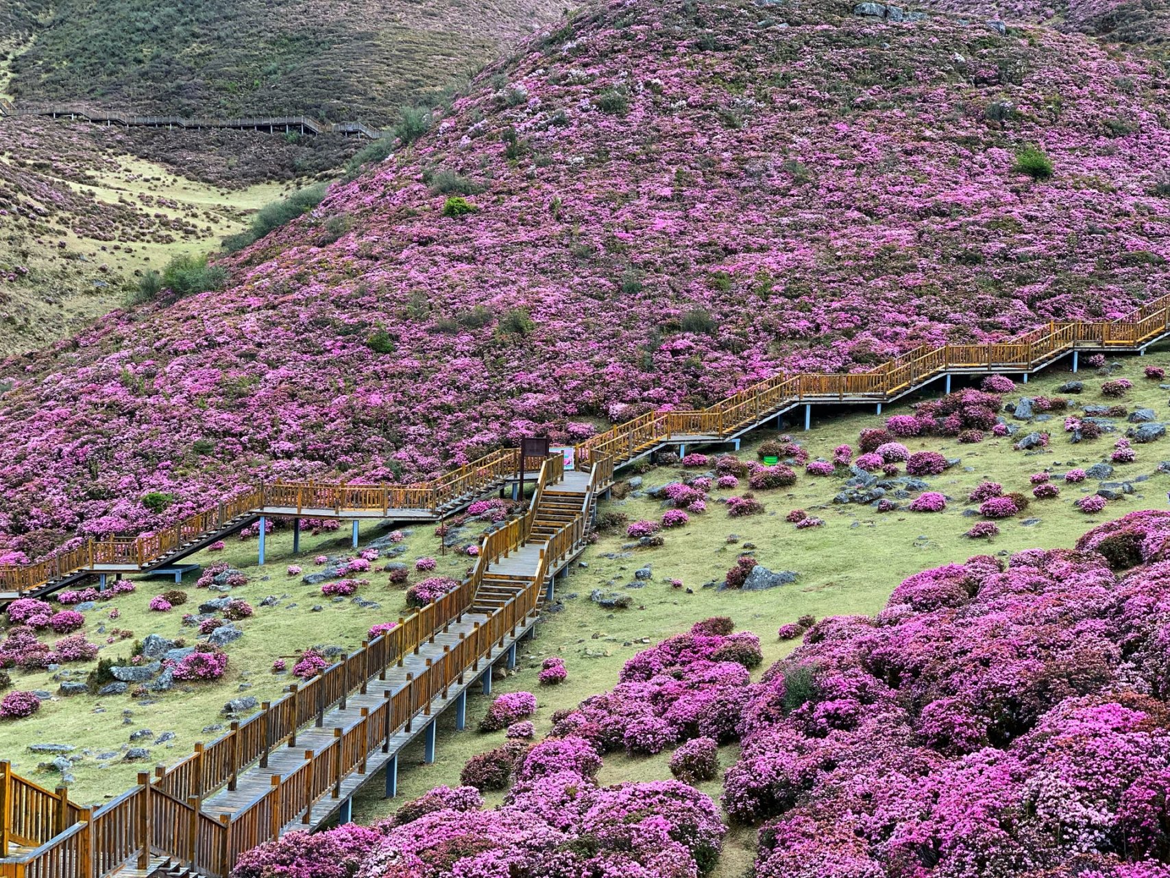 禄劝马鹿塘杜鹃花图片