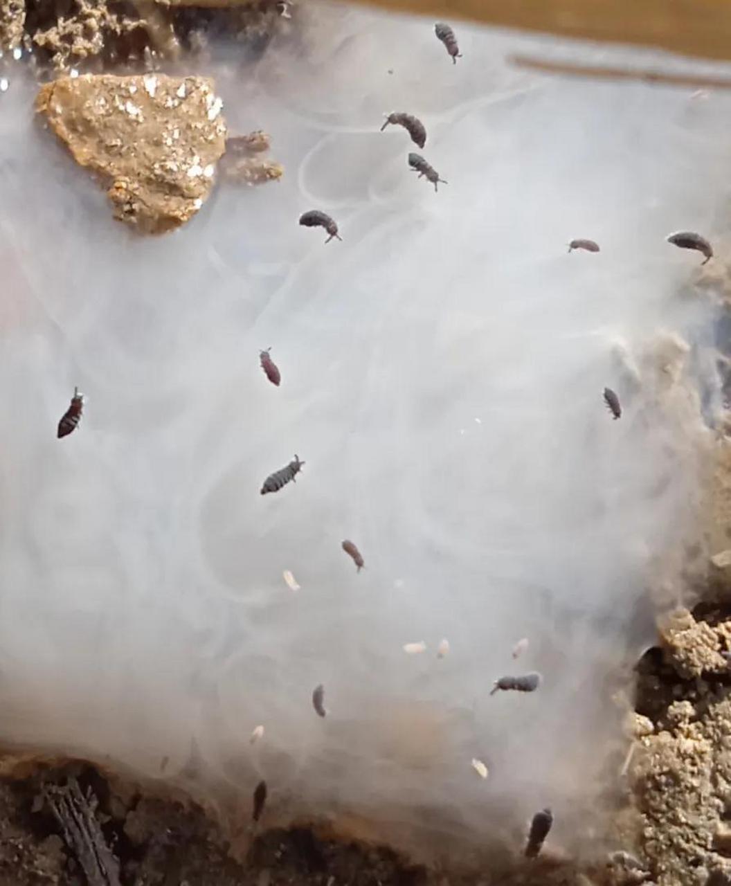 在地里干活擤了一下鼻涕,浓鼻涕掉在泥土上不一会就有好多小虫子爬