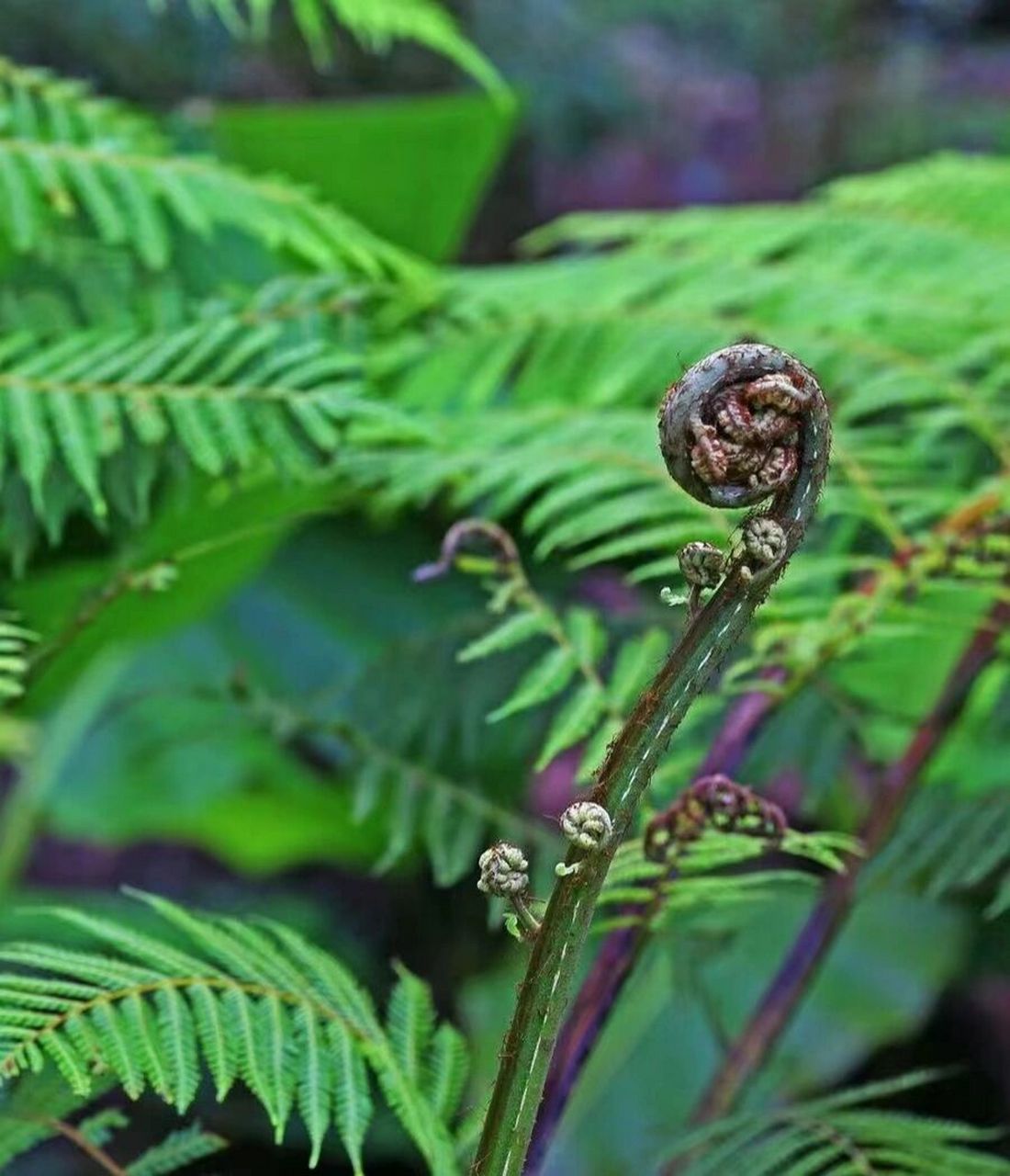 【桫椤】 别名,黑狗脊,有"蕨类植物之王"赞誉性味,涩;平,功能主治