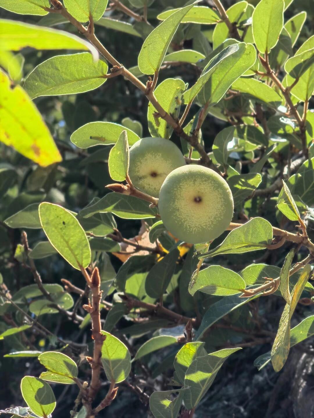 木馒头,也是一味诡异的野生中药. 确实佩服里各位的脑洞.