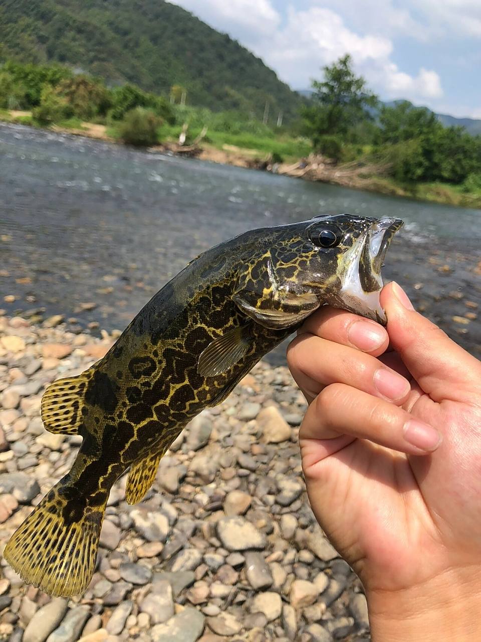路亚入门指南|在月亮湾路亚斑鳜是什么体验 溪流精灵