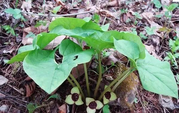 每天认识一种本草植物【细辛】 91别名:少辛,细草,独叶草,金盆草,四