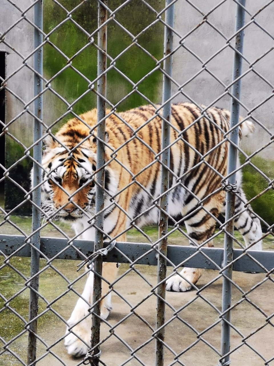 打卡铜陵市动物园 确切说是动物养殖基地,比想象的好很多.