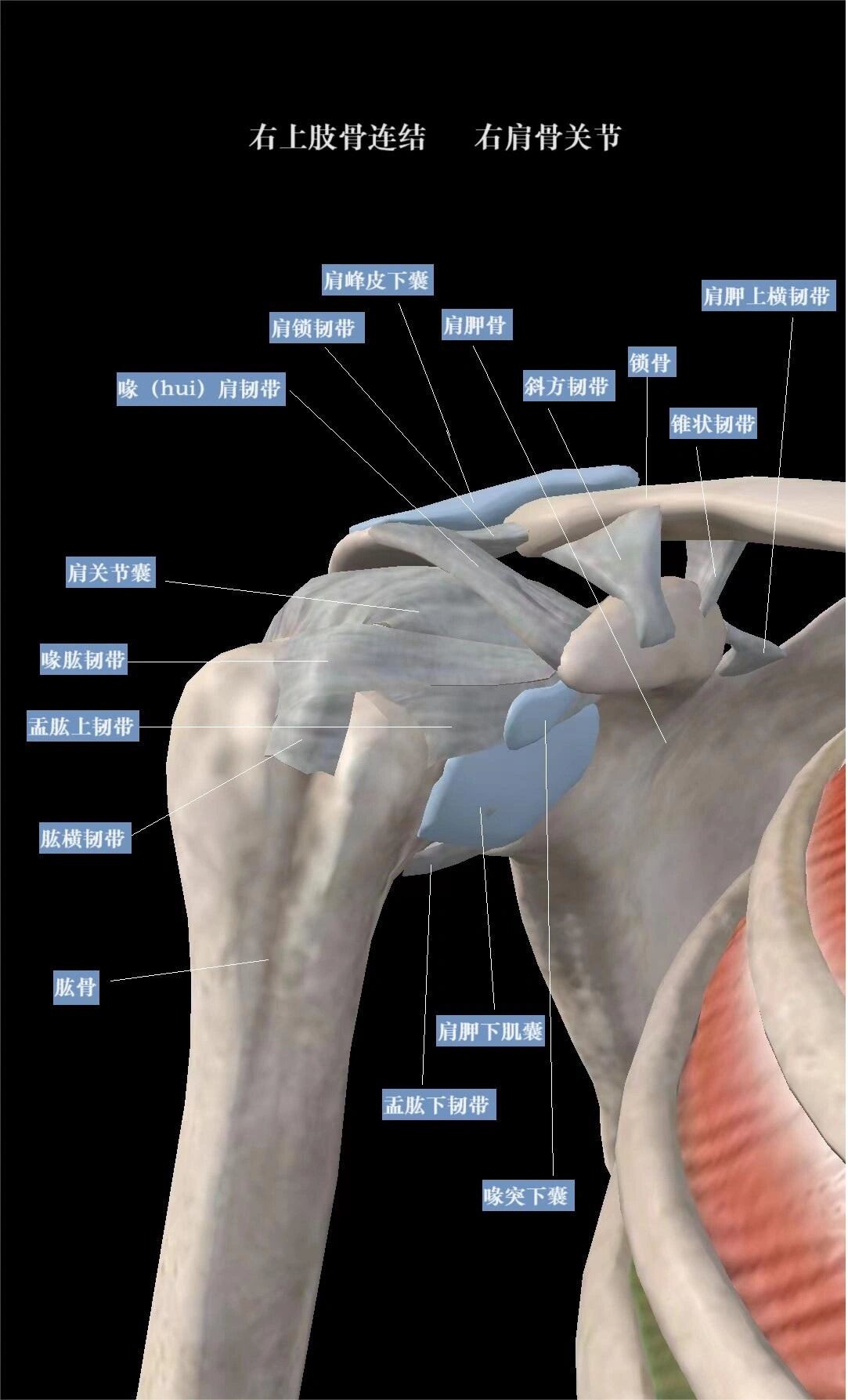 肩关节 肩关节骨连结