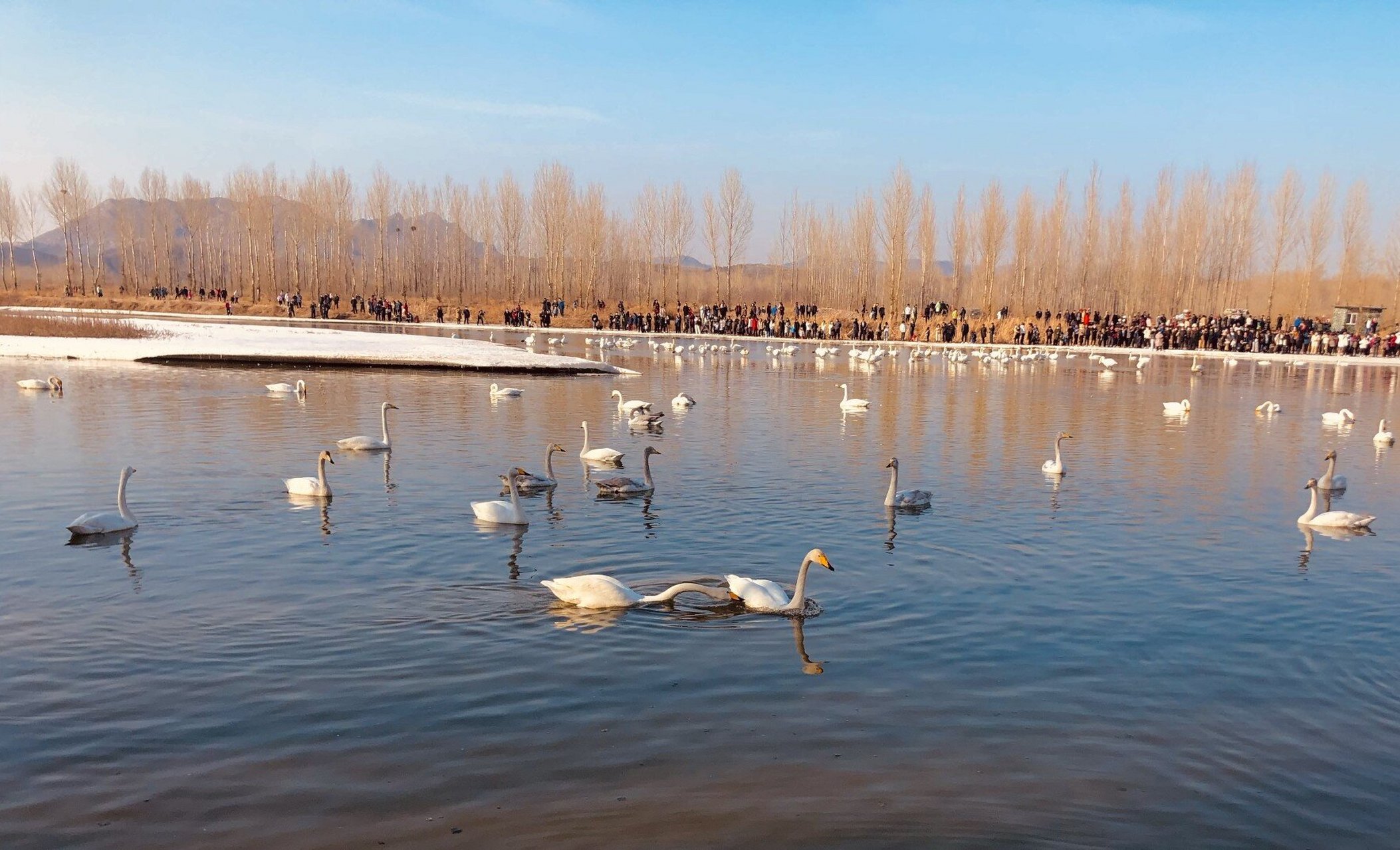 每年3月辽宁的北票市会飞来成百的白天鹅,大凌河变身一个不收门票免费