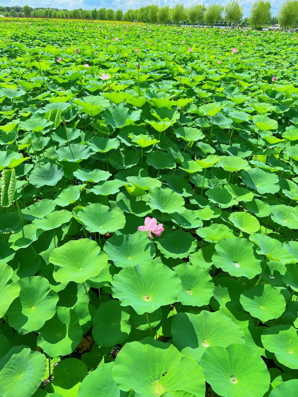 打卡齐齐哈尔梅里斯湖风景区 从市里开车到梅里斯湖大概半个小时