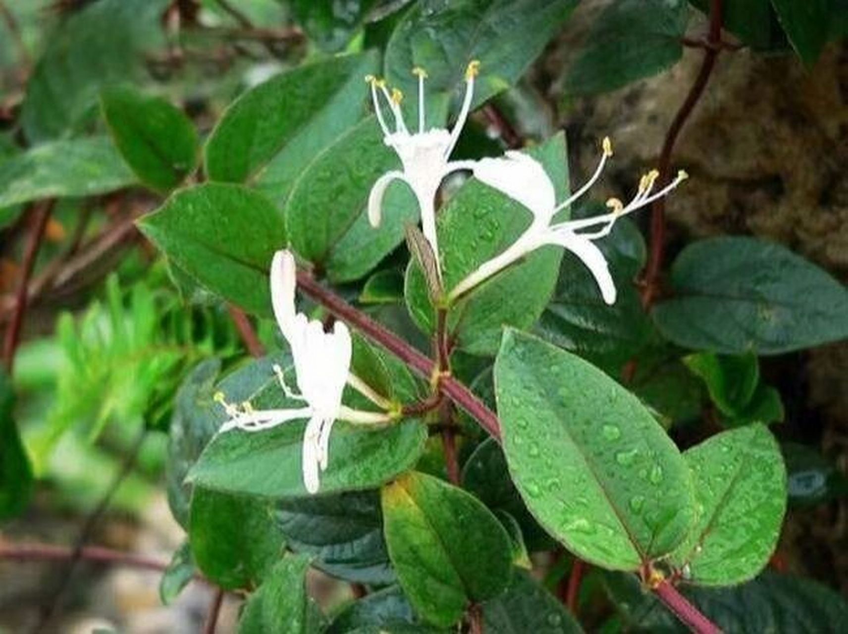 一起来认识忍冬藤 金银花藤,是一个很好的药材,价格比金银花便宜很多