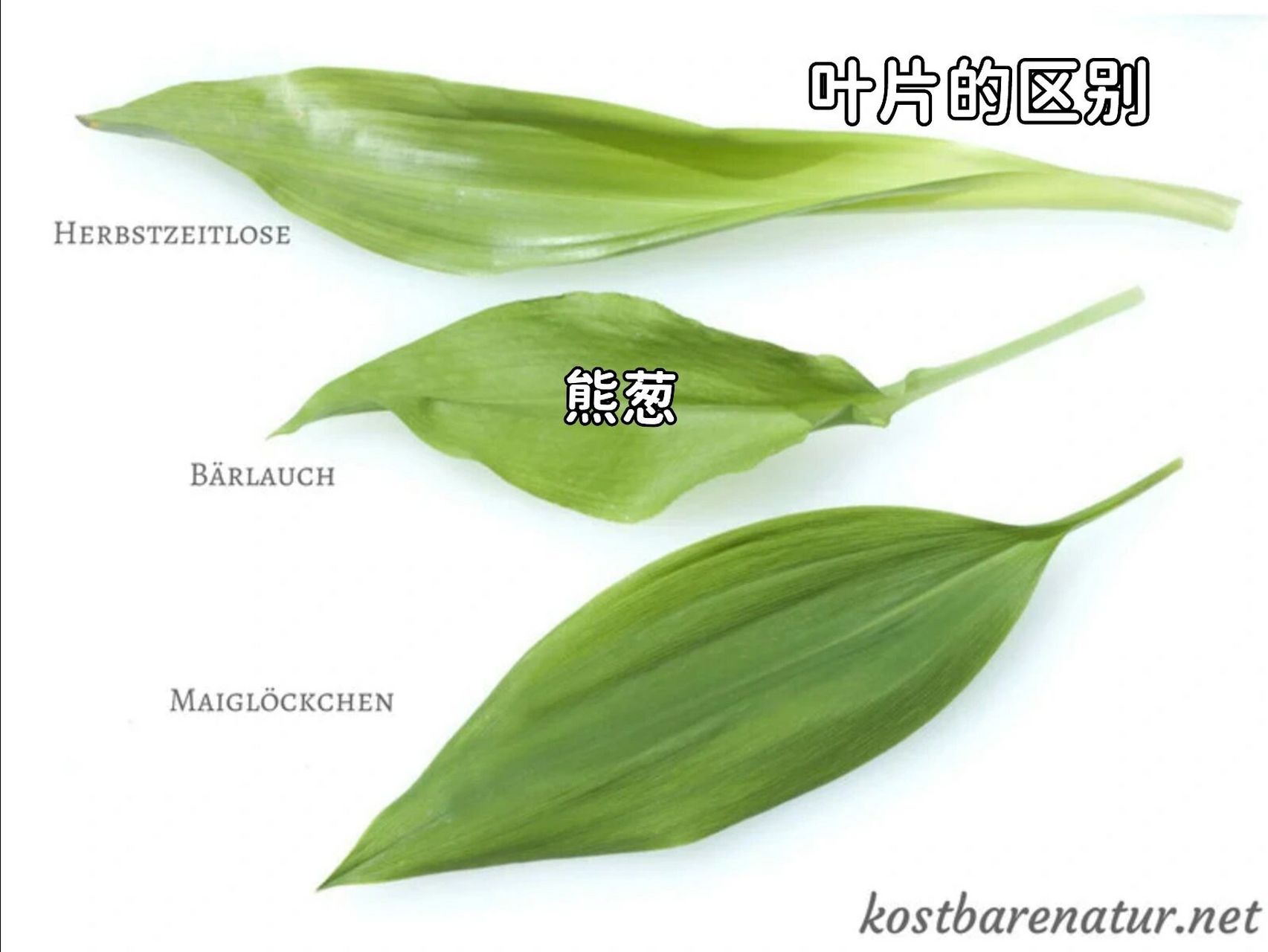 熊葱辨别 随着春天的到来,又到了"割韭菜"的季节,这也是德国小伙伴