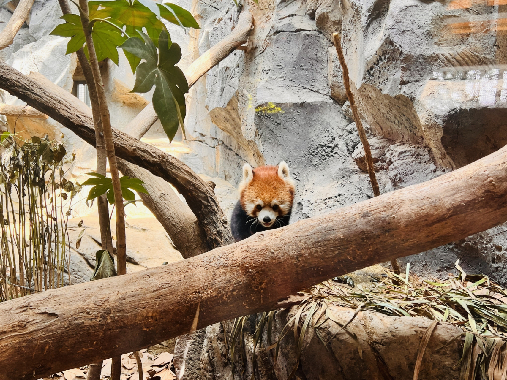 白面僧面猴【南京红山动物园】 在冈瓦纳展馆 据说是无脸男原型,很多