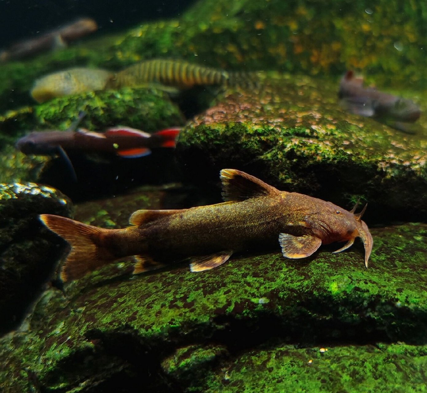 glyptothorax sinense)别称石黄姑,石爬子,为鮡科纹胸鮡属的鱼类,是