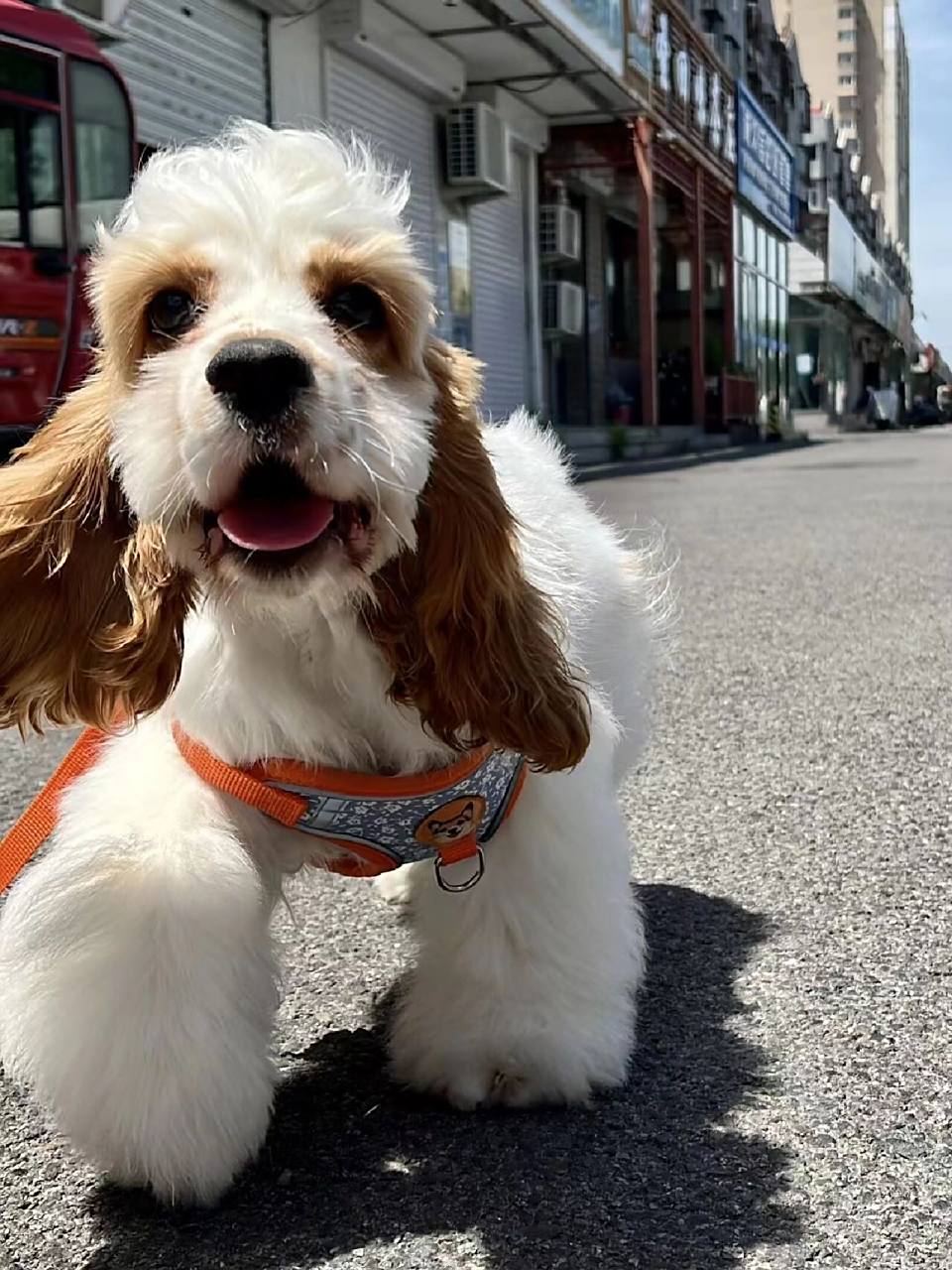 美卡犬 今天晚上家人过来看我,先入眼的就是一条狗98,我还以为他们