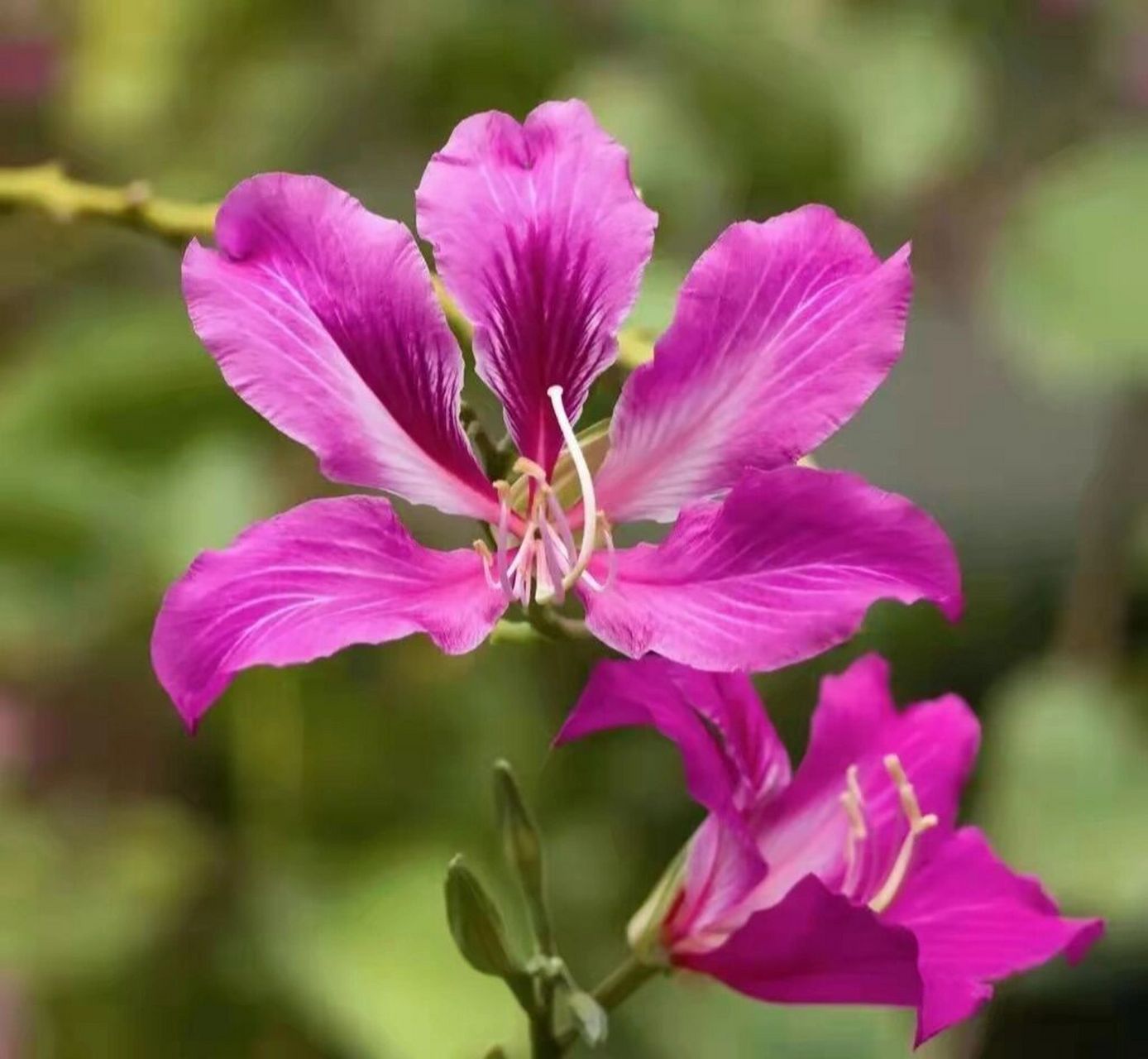 紫荆花*02(070853 070872)花语 紫荆花,又名:红花紫荆