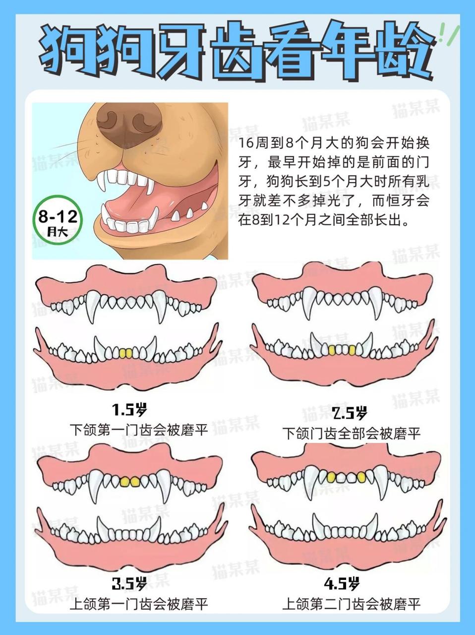 通过牙齿看狗狗年龄98新手买狗不上当6015 挑选幼犬如果不确定