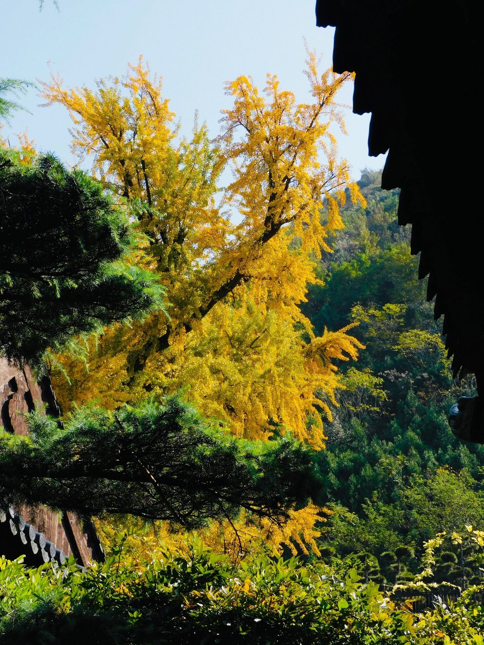 西安古观音禅寺千年银杏 今日实拍 一定要找个太阳好的时候 真的很