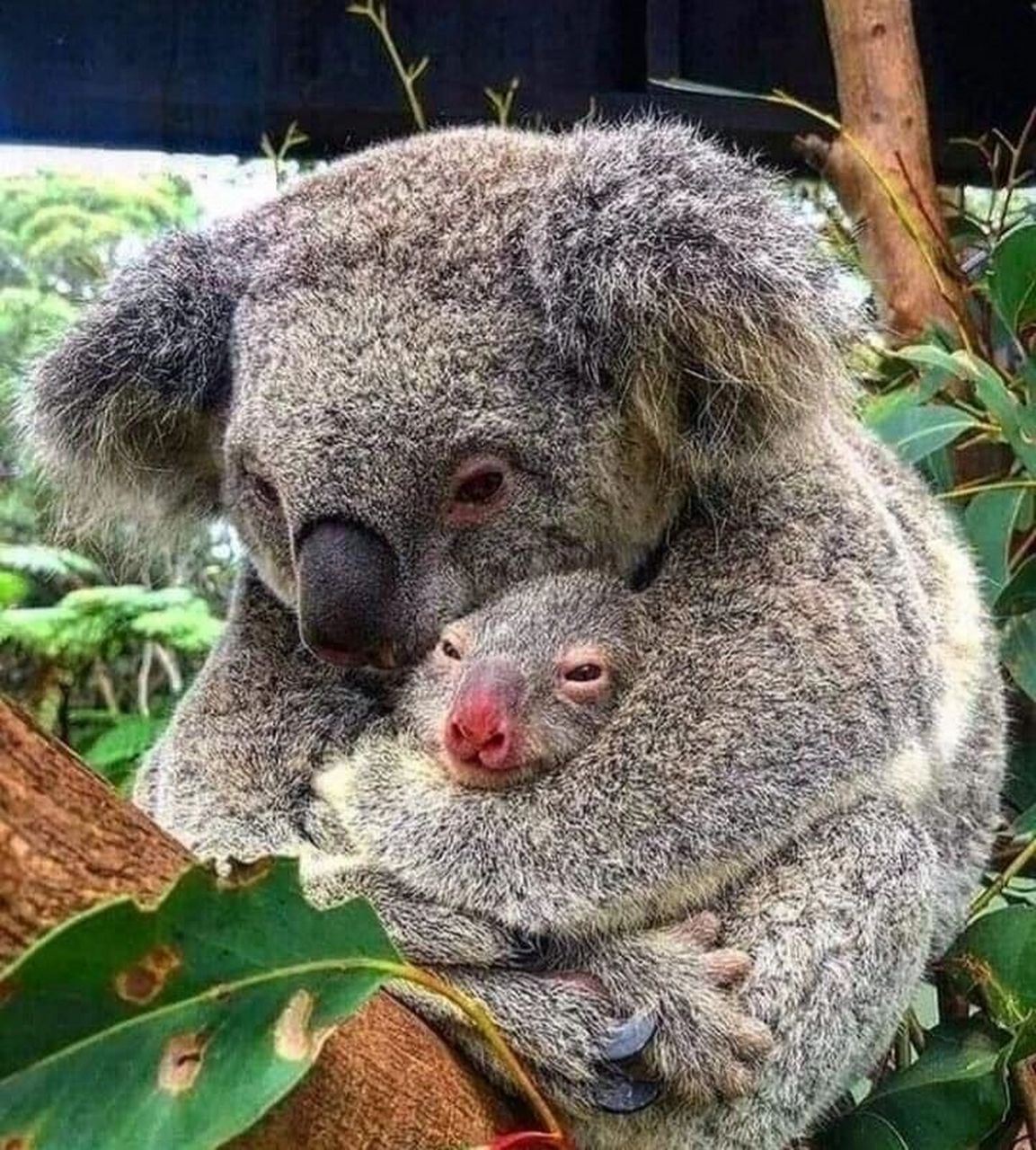 树袋熊 母子情深