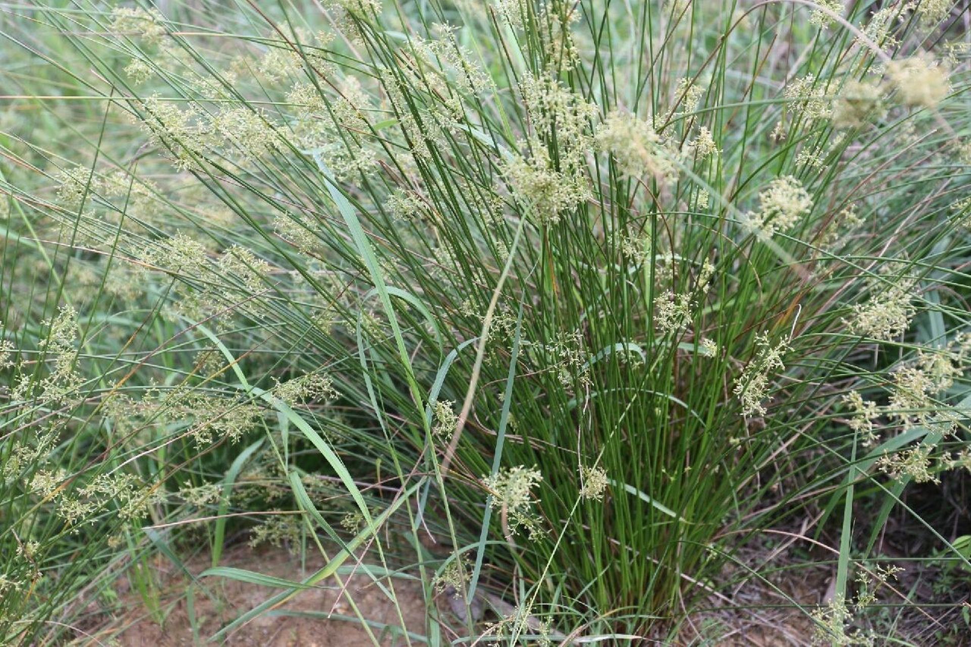 用药部位:灯心草科植物灯心草的干燥茎髓.