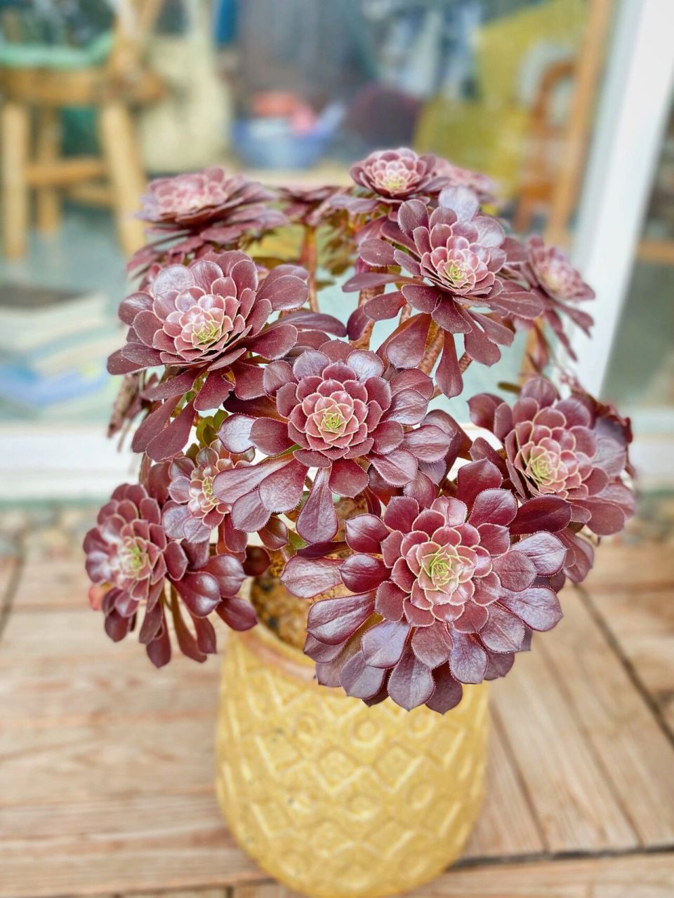 阳台多肉分享——红铜壶法师 喜欢法师很大一部分原因是因为一株法师