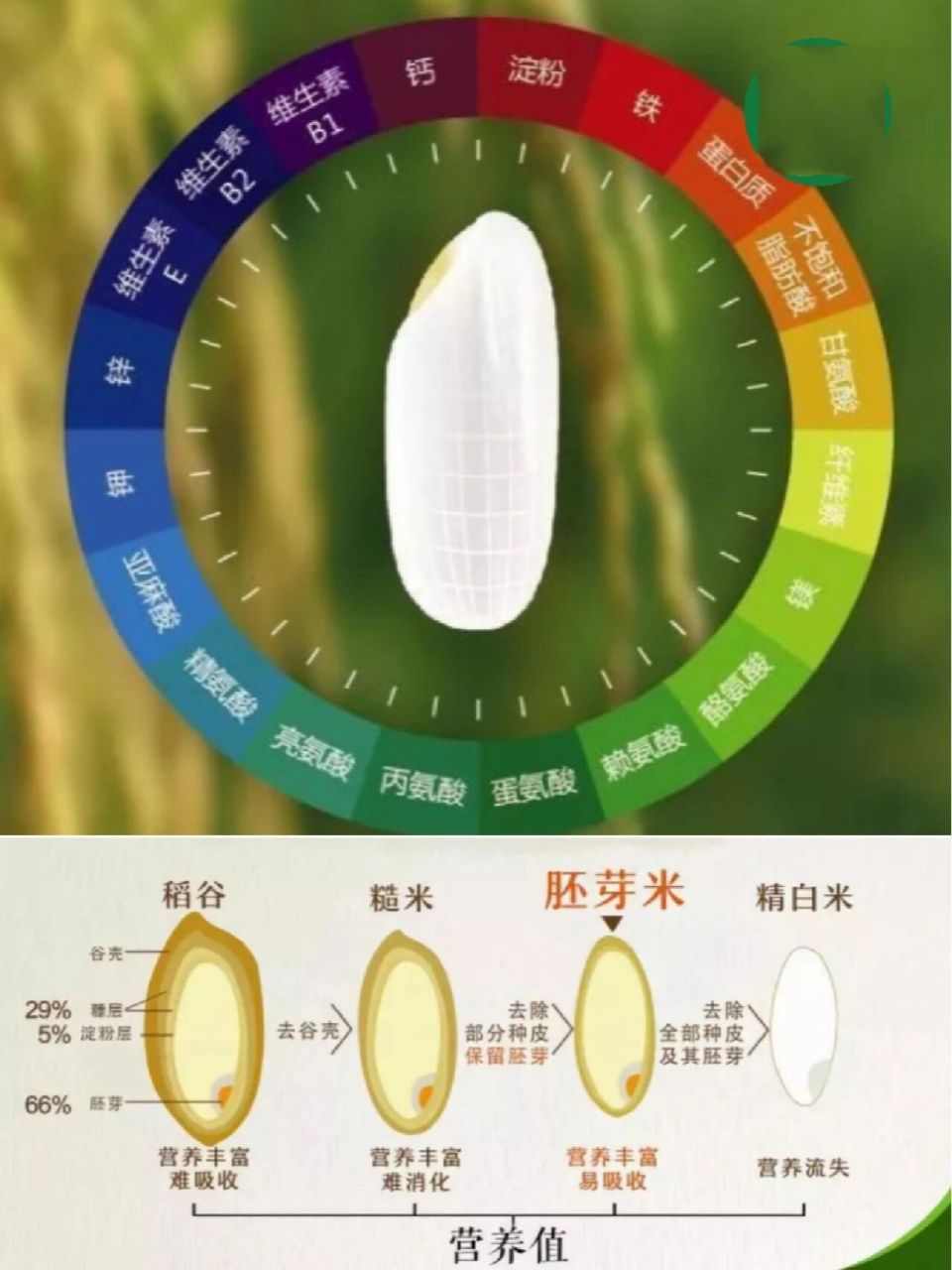 谷芽麦芽图片如何区分图片